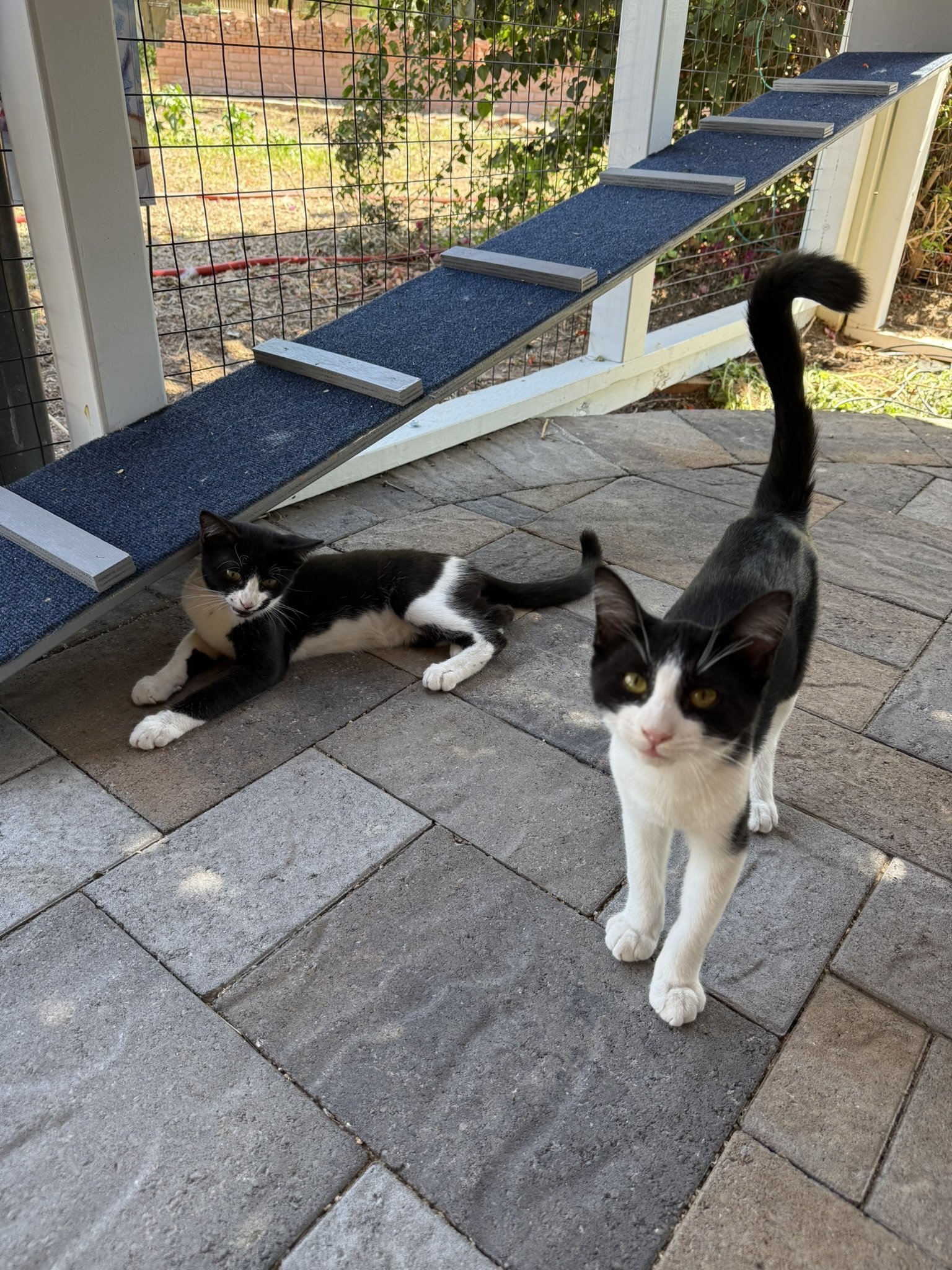 Black & White kittens.JPEG