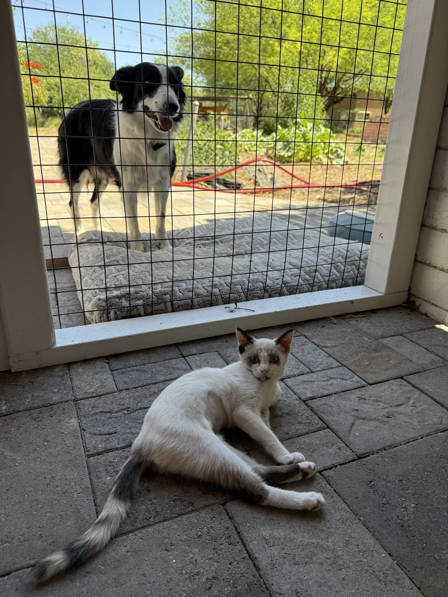 Cat and Dog.JPEG