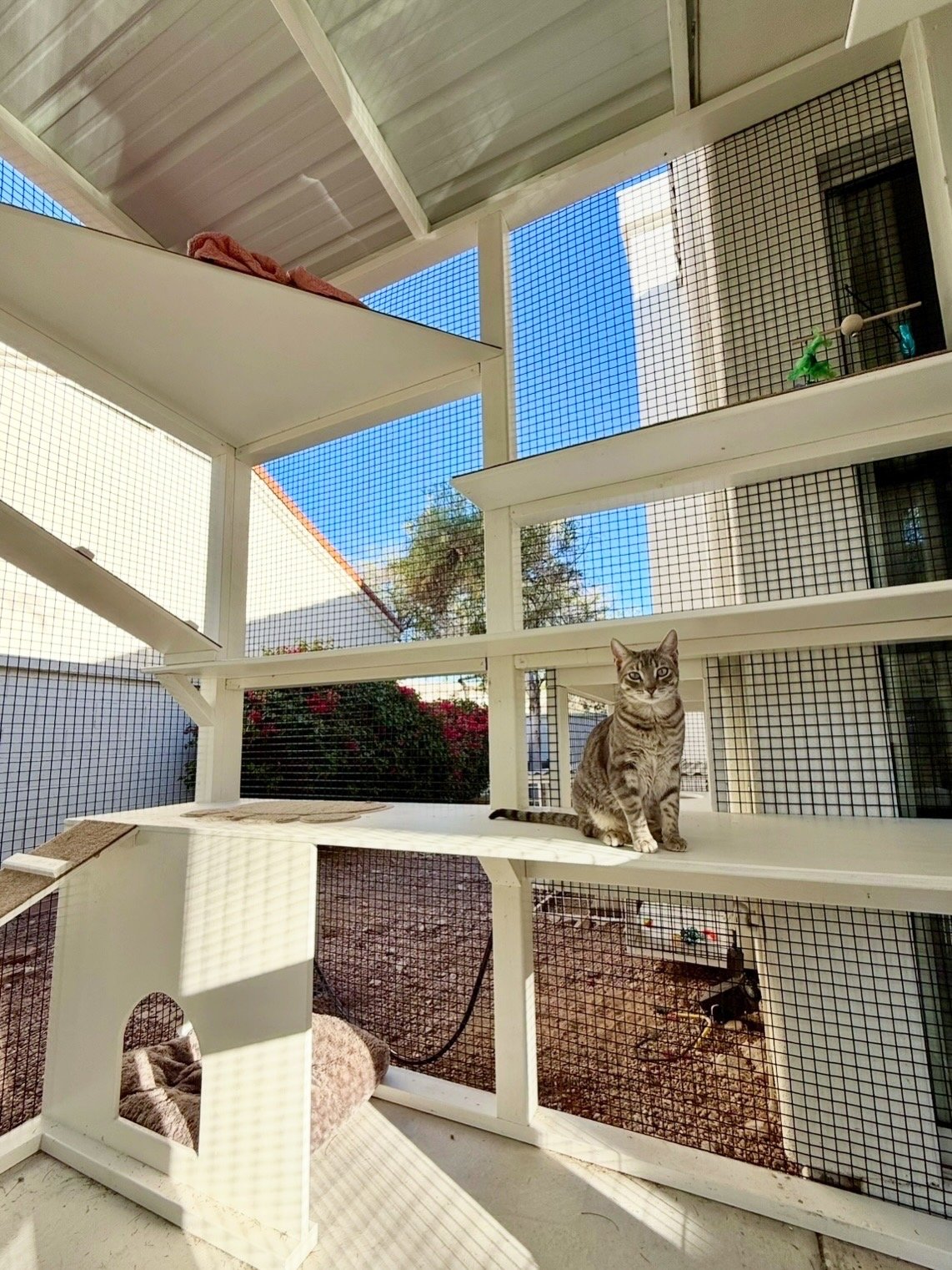 Image - happy cat.JPG