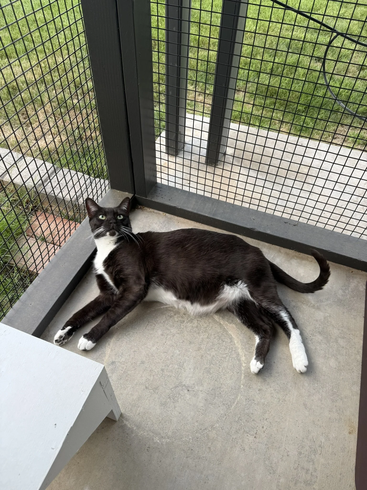 Inviting catio.JPEG