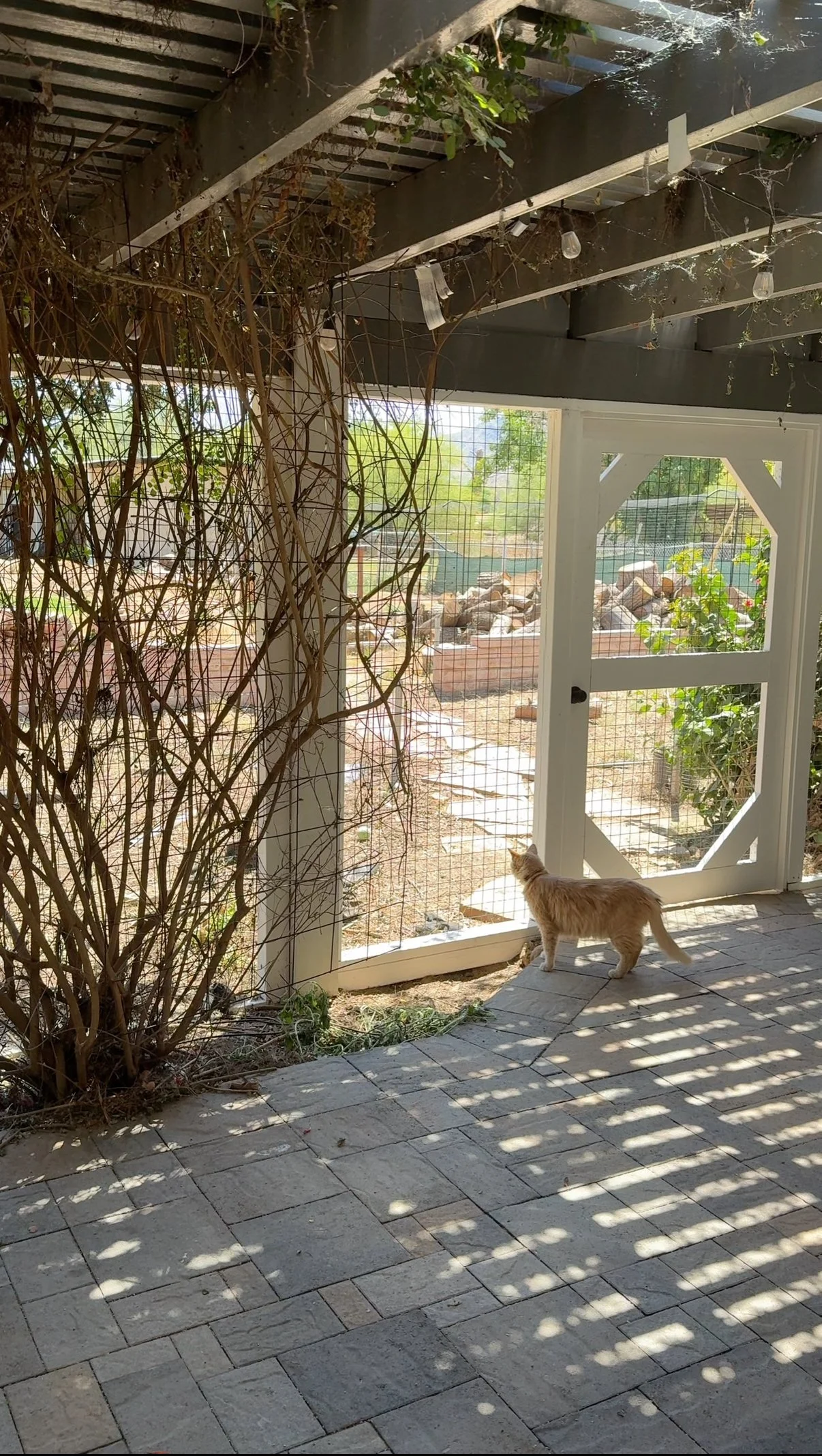 Ranch kitty.jpeg