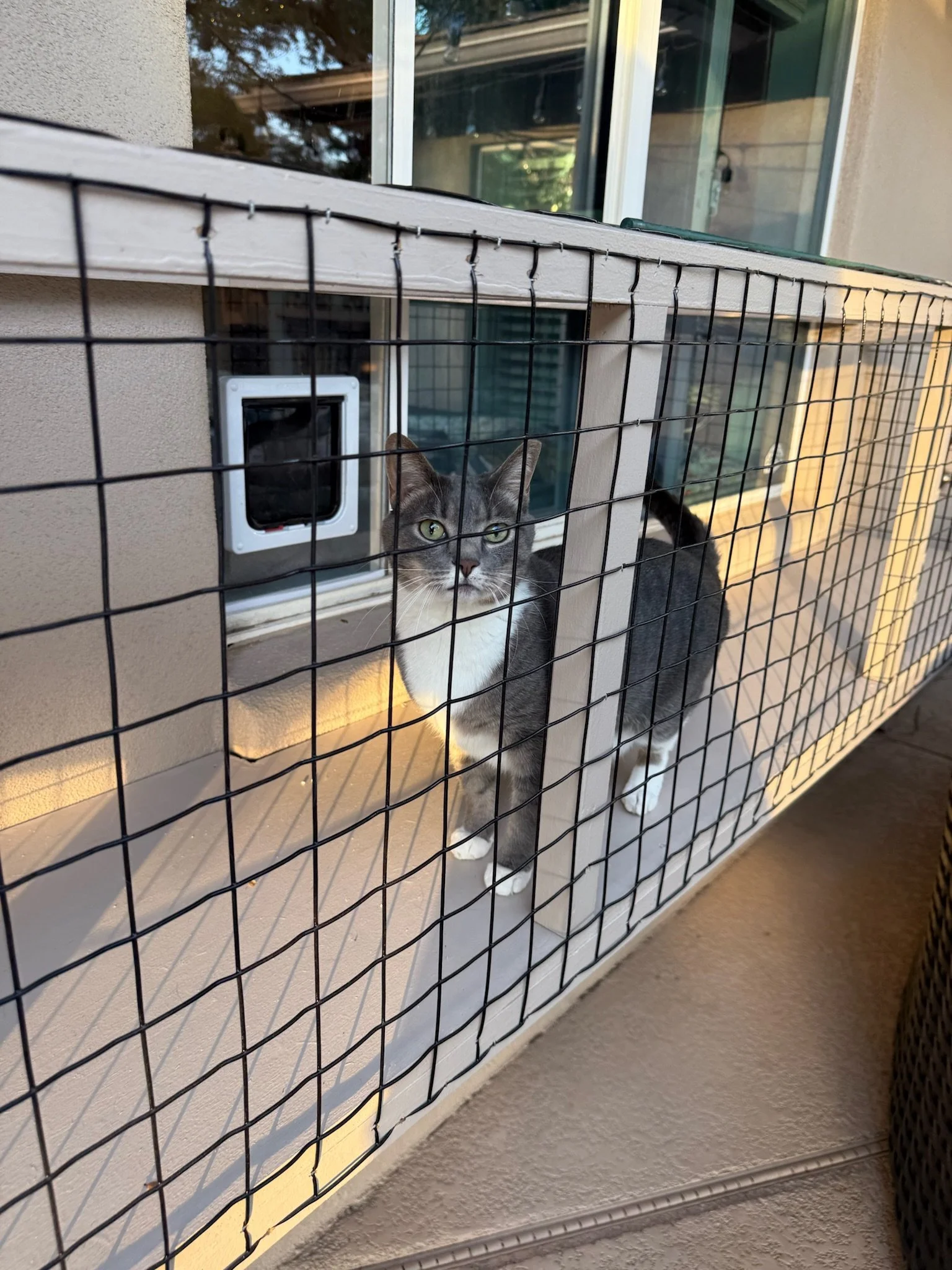 Cat run - hello kitty.JPG