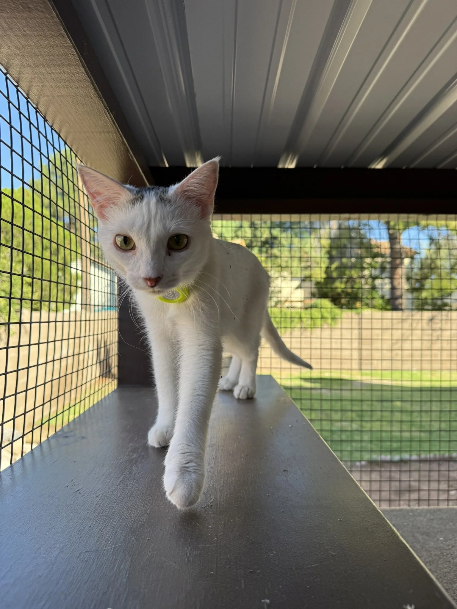 Cat walk.JPEG