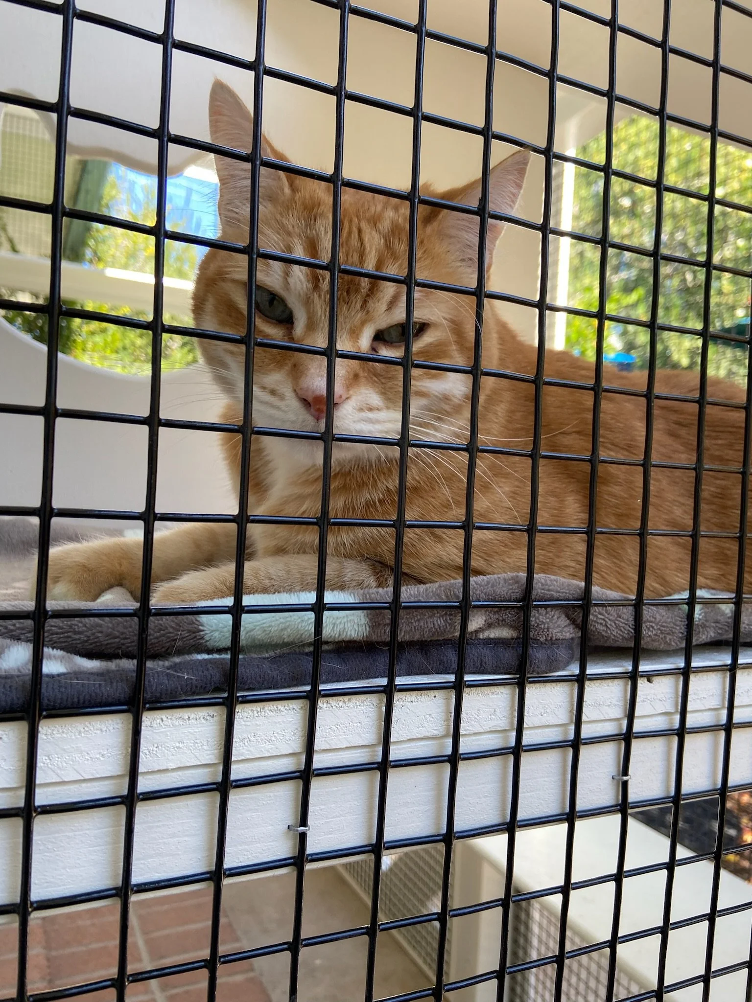 Willo - close up.JPG