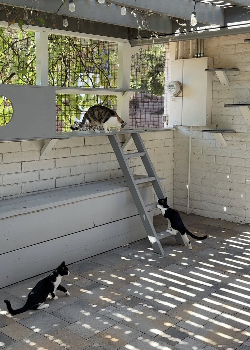 cat ladder.jpg