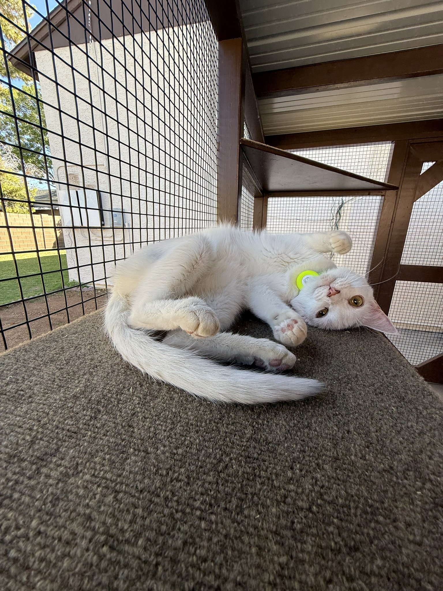 Kitty cuteness.JPEG