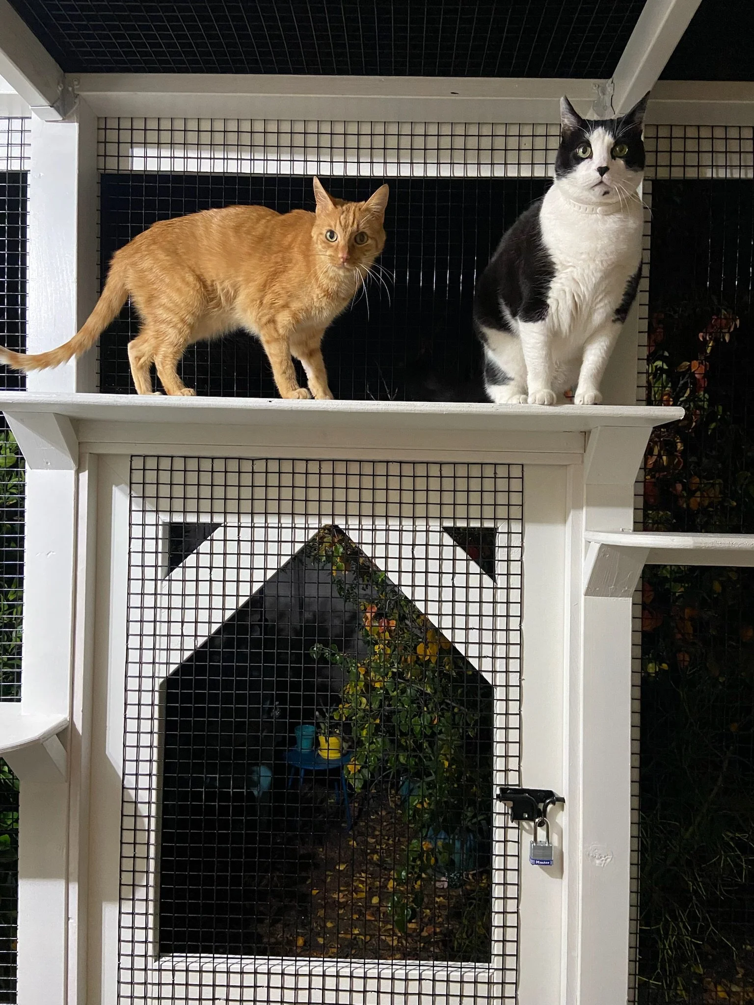 Willo - night lights.JPG