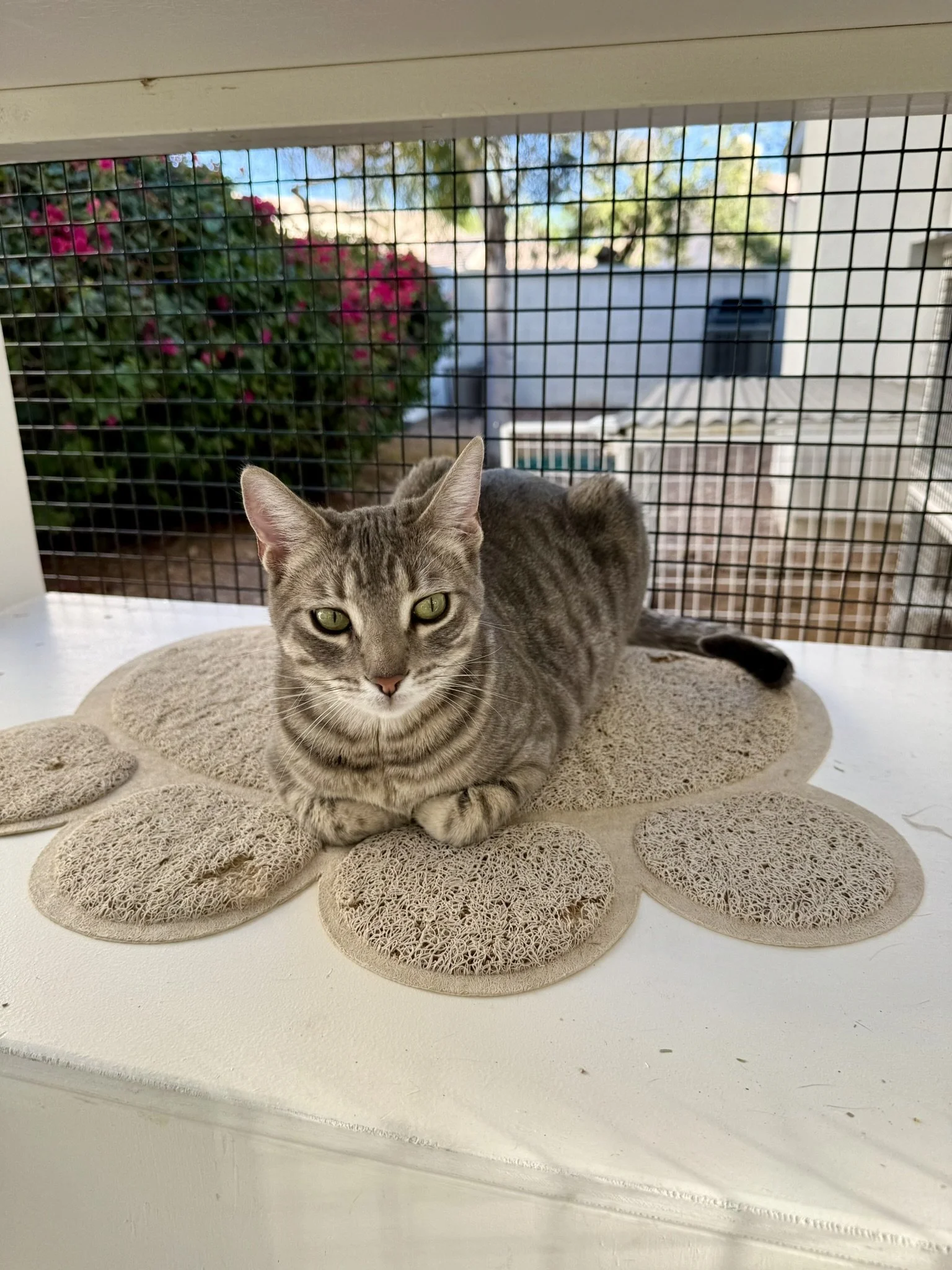 Image - paws tucked.JPEG