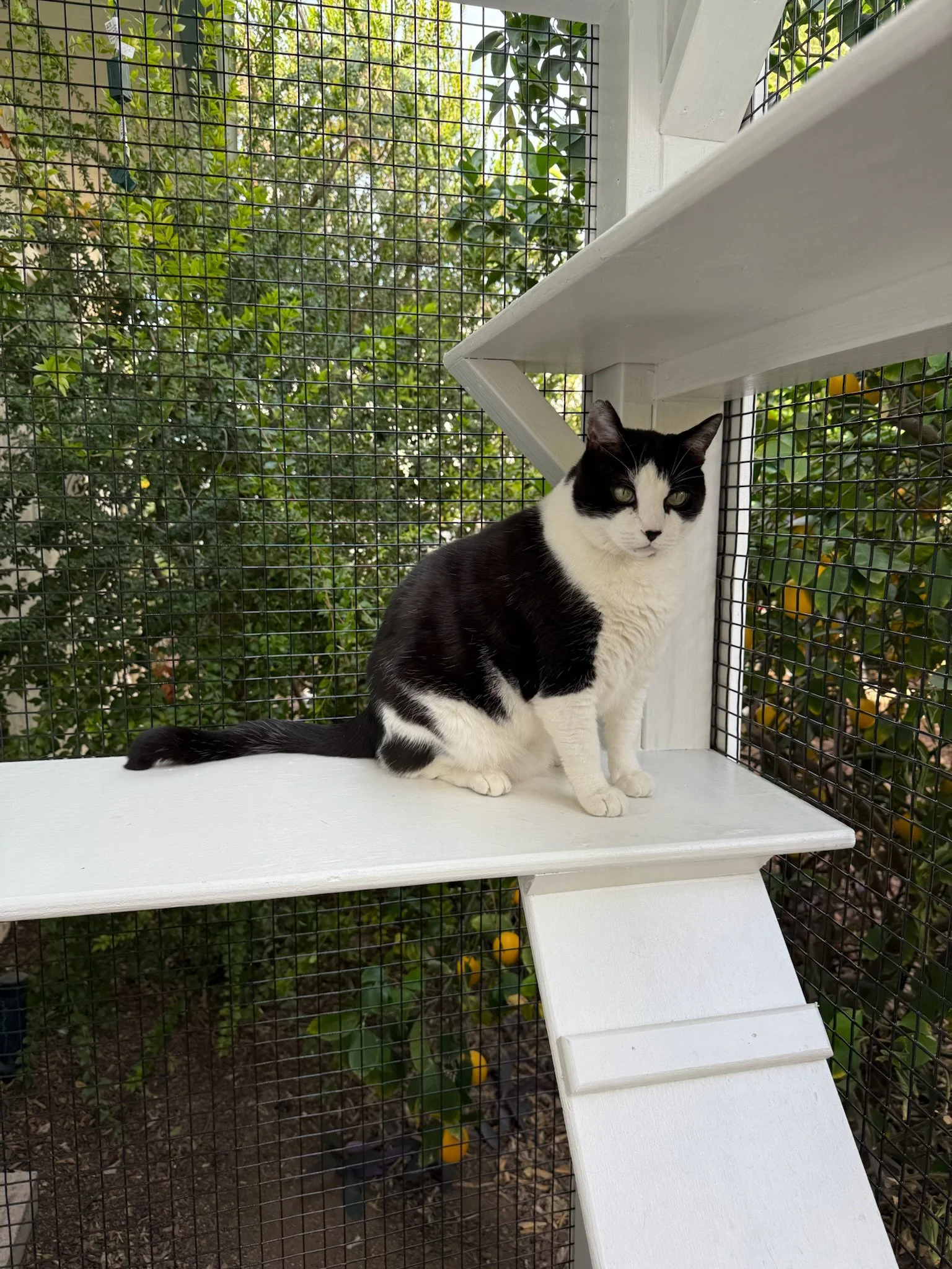 Willo - black white.JPG