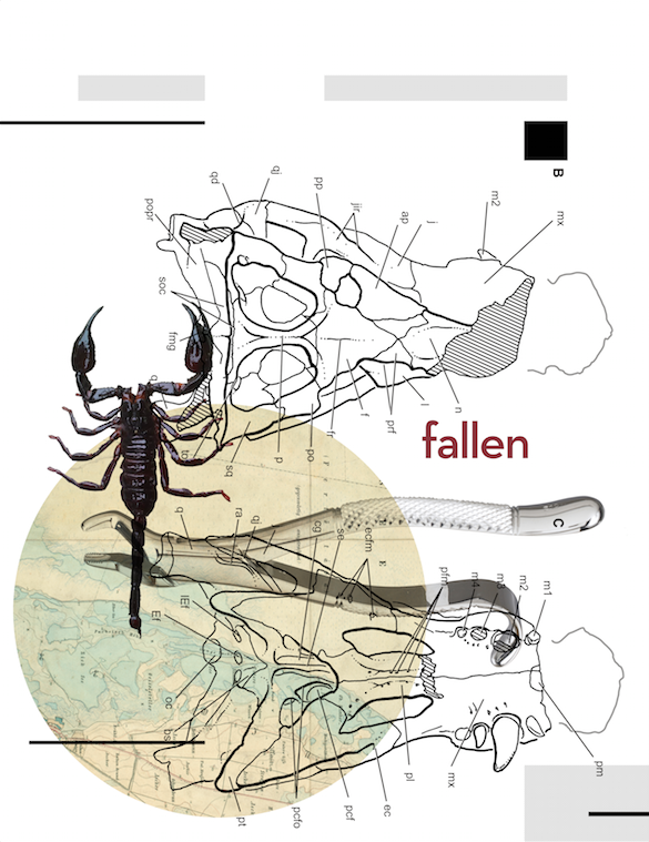 Collage of scientific illustrations including a scorpion, a fish skeleton, and a human skull, with a diagram of a skull and the word 'fallen' in red.
