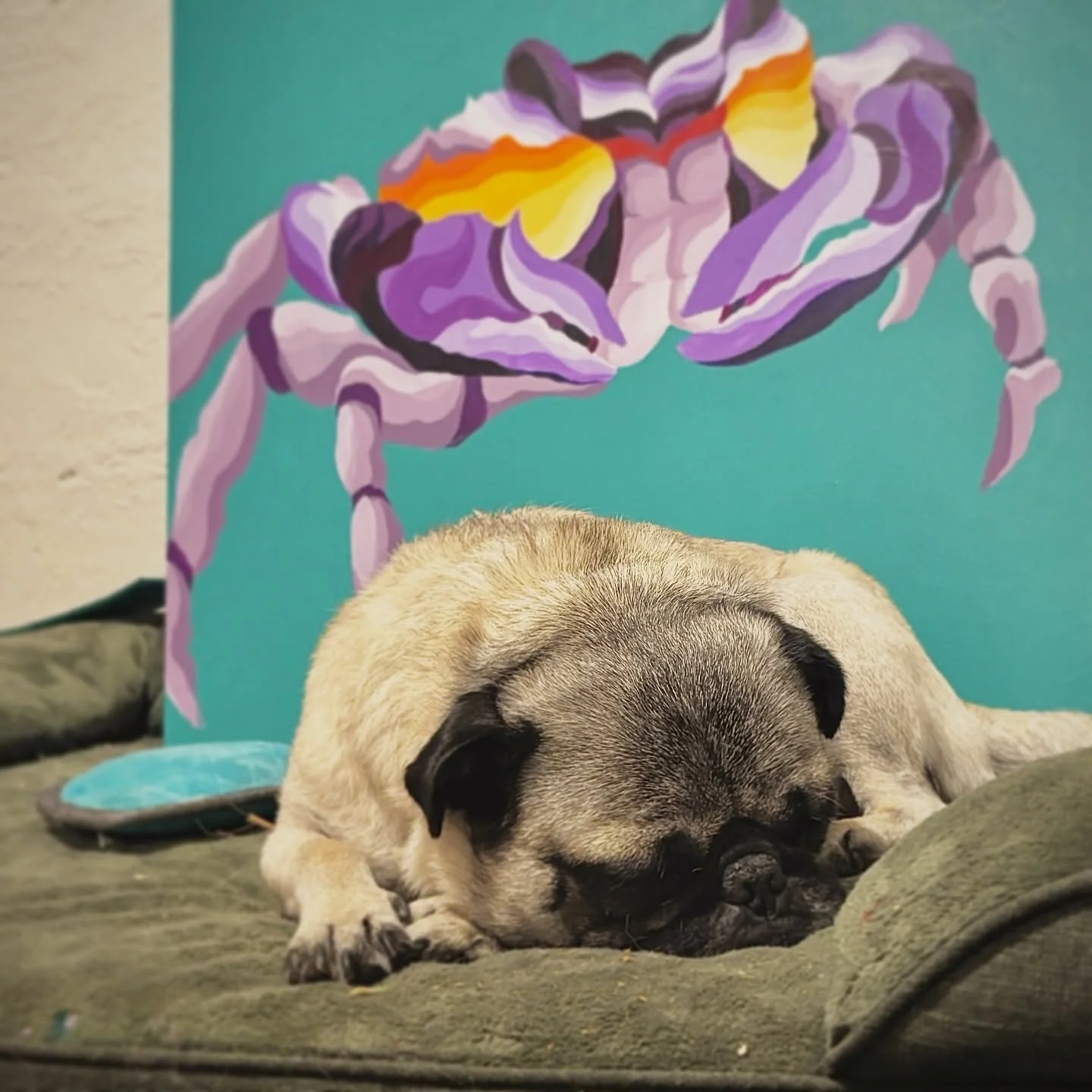 Meet Rocco Taco, our sweet little foster who&rsquo;s hanging out till he&rsquo;s for sure, for sure adopted. He&rsquo;s bossy and saucy and keeps us all on our toes. #Pugstagram #pugsofinstagram #puglove #puglife #draculathepug #wolfgangthepug #pugmo