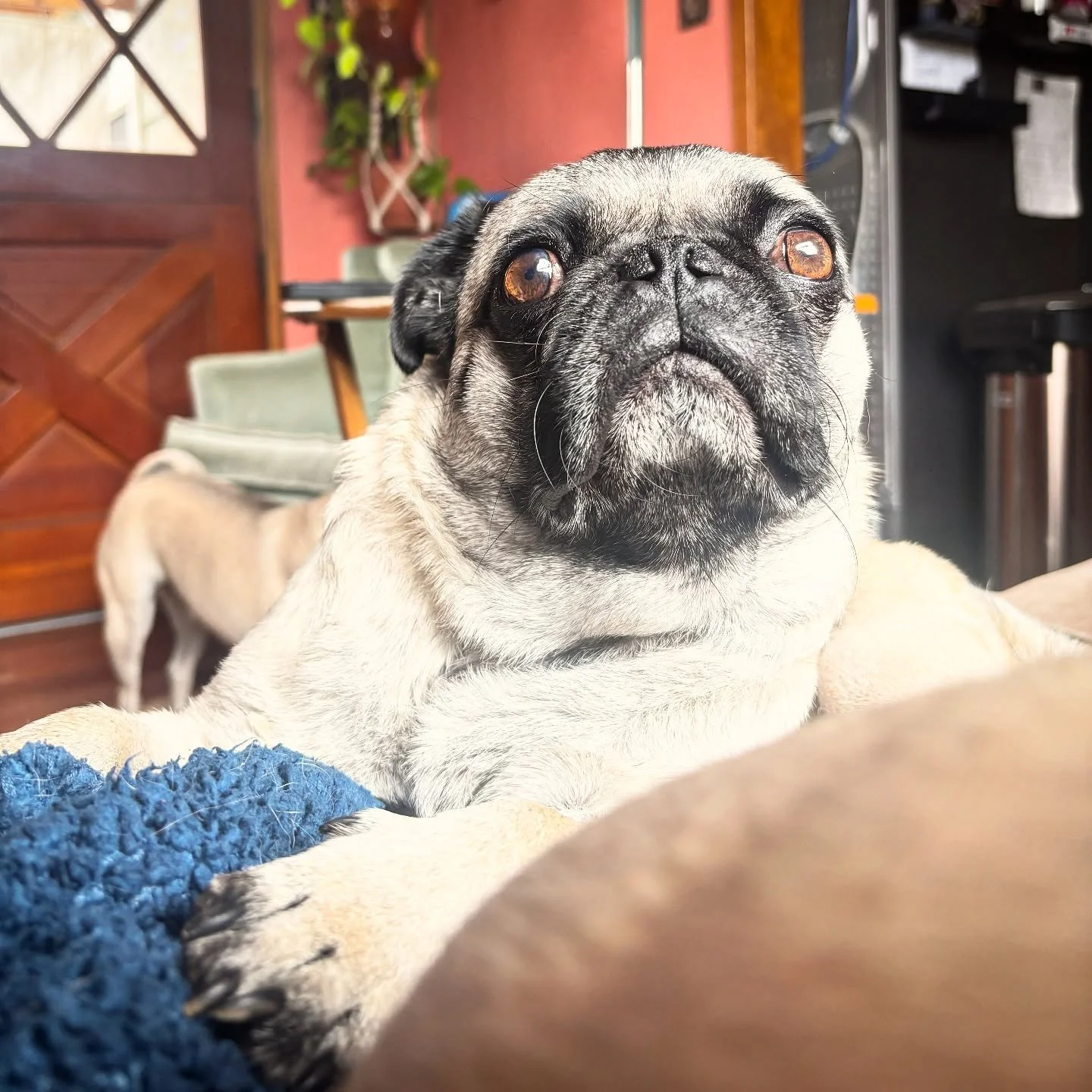 Rocco left this morning first class on a plane to his fur-ever home. It was such a treat to have him and we wish him the best! Farewell Rocco Taco 🧡.