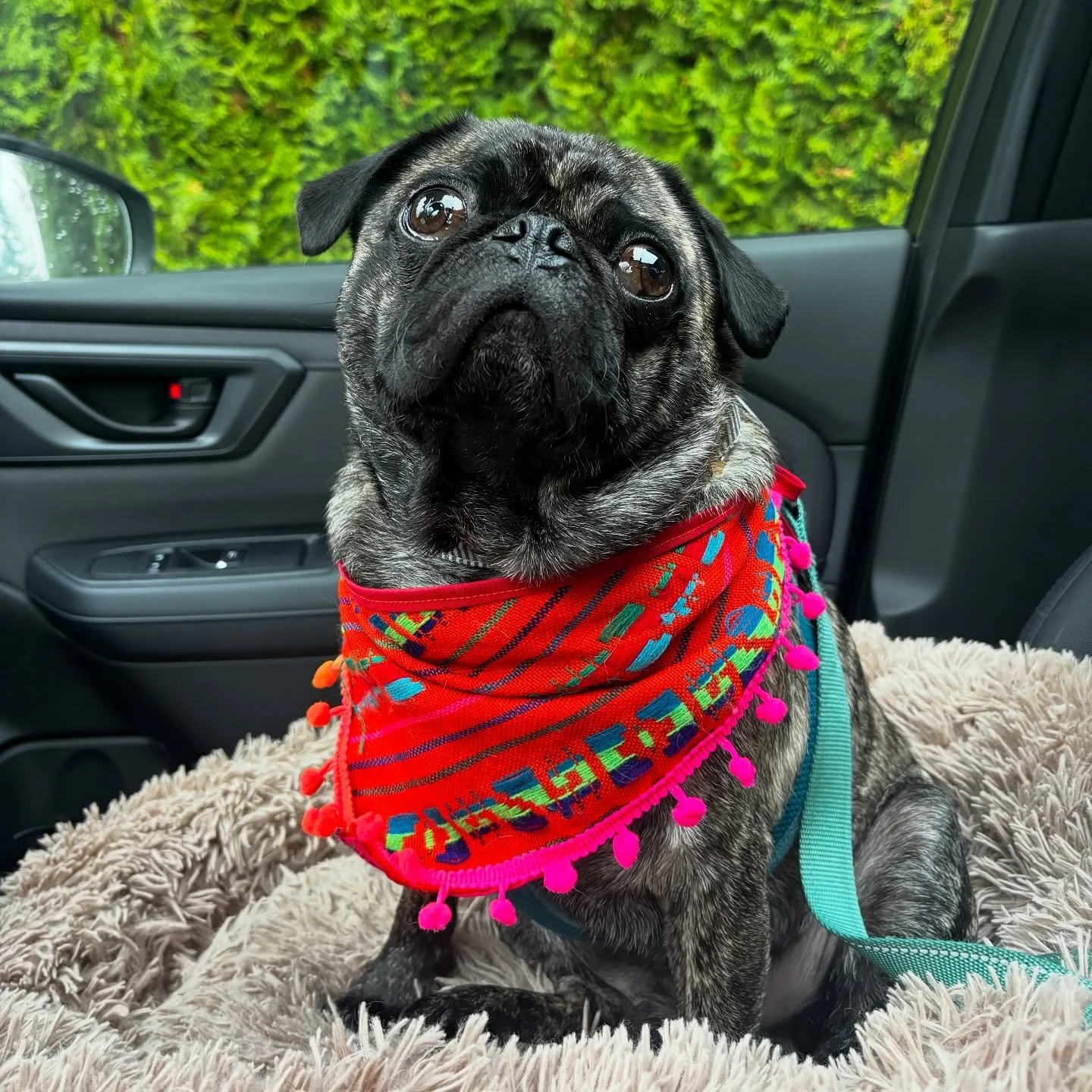 🎶Come and get your love! 🎶 
Okay, new developments, this one loves to sleep on your head and near your face. He also loves to be a cat, on top of couches and pillows like a perfect perching prince. He&rsquo;s also a shy guy, so I lean closer to a c