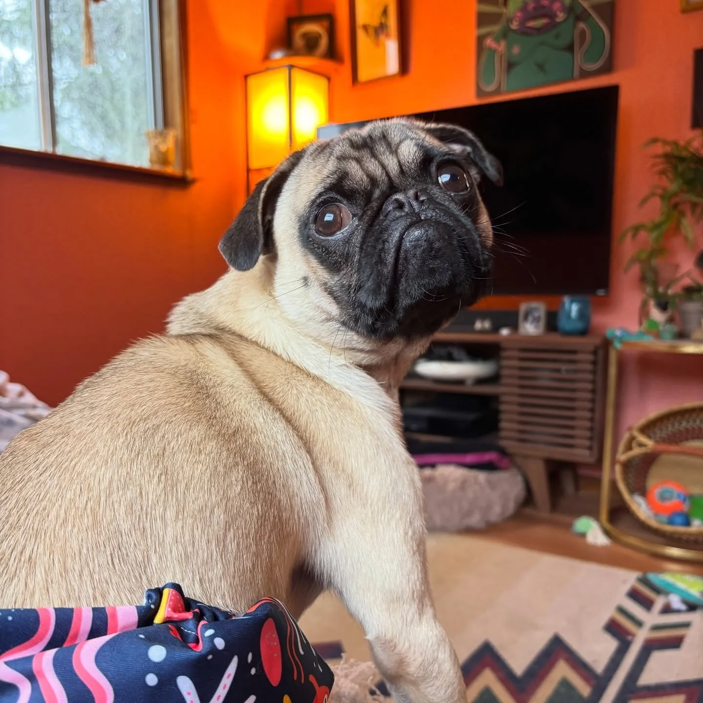 Well howdy, y&rsquo;all! I&rsquo;m Benny&mdash;straight from the bright lights of Las Vegas and ready to charm your heart. I&rsquo;m light on my feet, sweet as a jackpot win, and clearly riding a streak of Lady Luck 🎰🍀. I&rsquo;m available through 