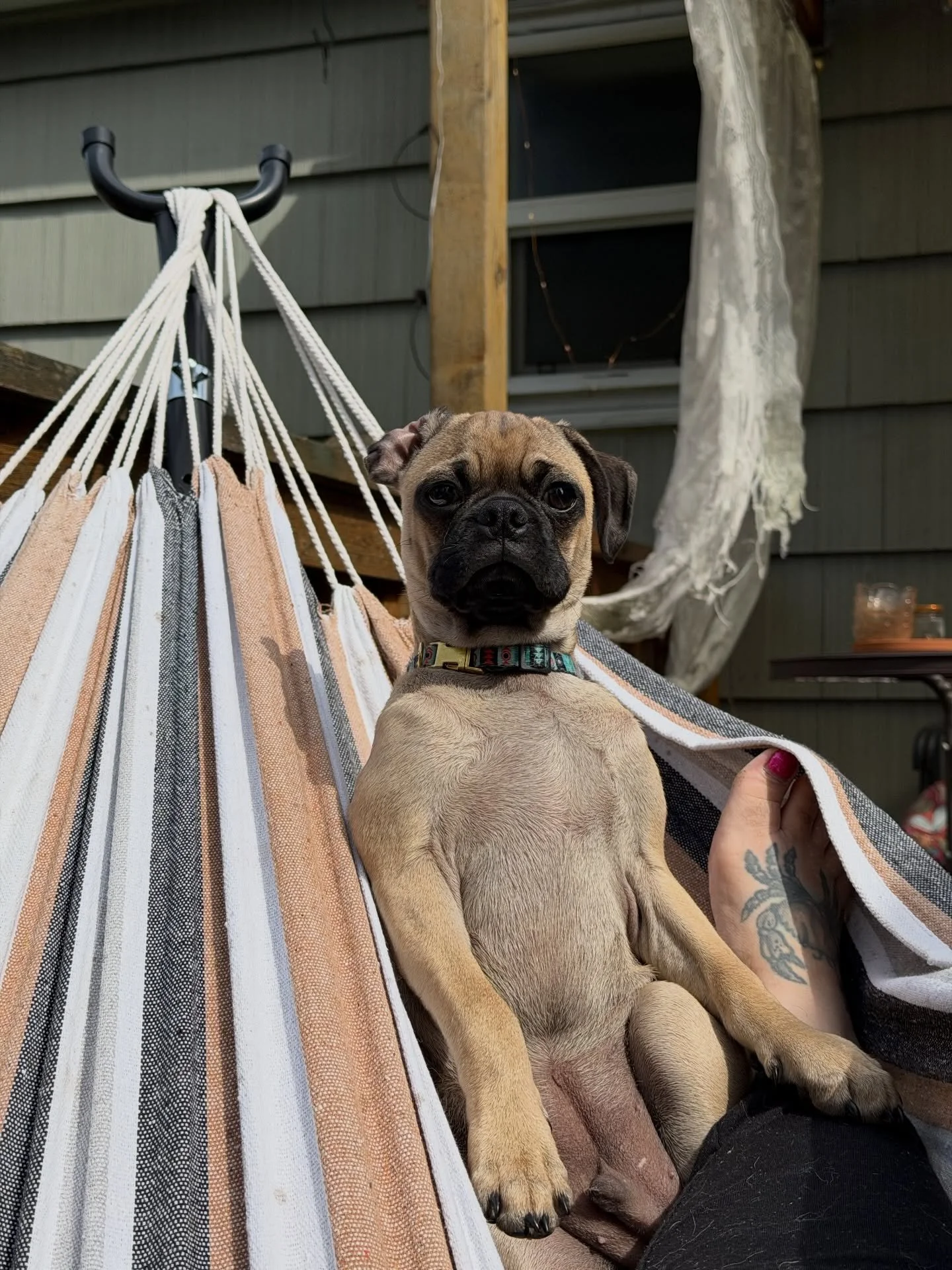 Meet Griffin, our newest guest as Casa Monster Mash. He&rsquo;s 4 months old, loves pretty ladies, hates being by himself, and tolerates car rides. This is his second full day with us and after helping a morning of yard work, we get to relax on the h
