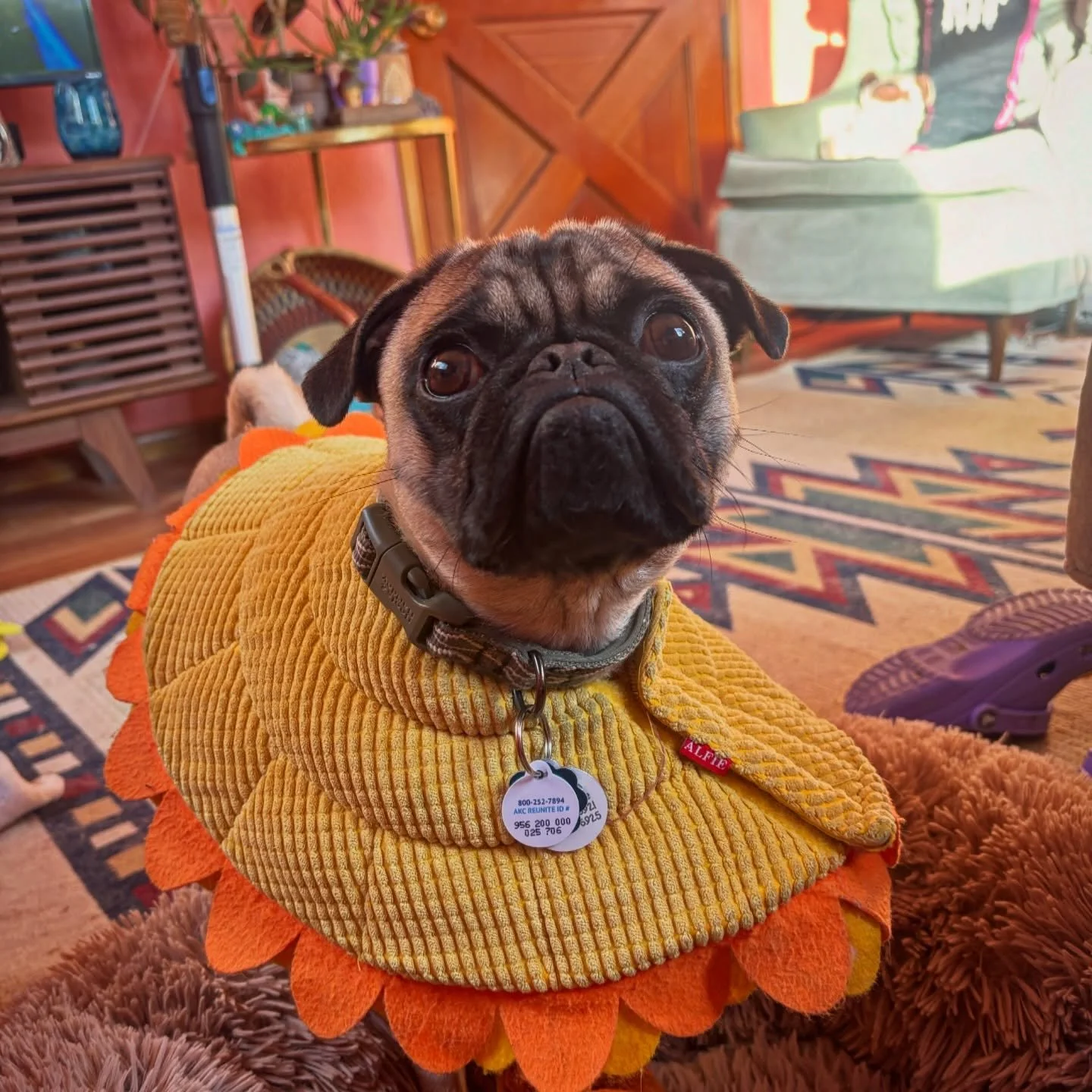 Hi little 🐝  Bee-nny! He&rsquo;s been doing so good. We almost mastered stay 😬, kind of. Not really, but he&rsquo;s so stinkin&rsquo; cute, I can&rsquo;t even be mad. He&rsquo;s up for adoption at @evergreenpugrescue pick this flower and take him h