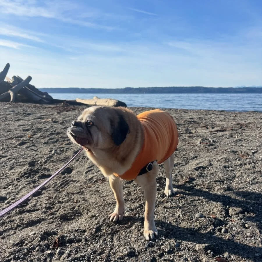 Today we said our farewells to our first ever foster Houdini 🔮. You never forget your first foster, they are like your first love. Thank you Houdini for bringing us so much joy. We watched you flourish at the monster mansion and the bloom at @pugtow