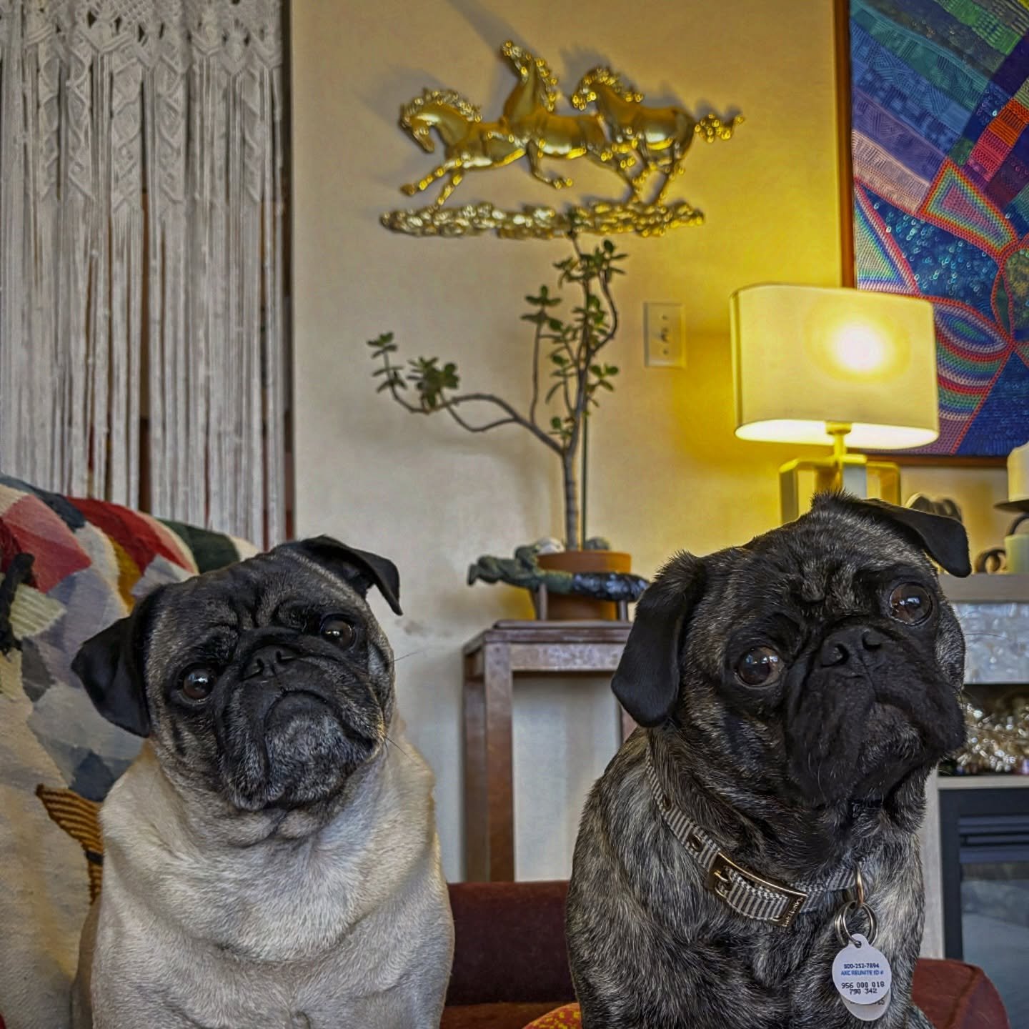 Dracula and Archie/Seven birdwatching 🖤. #adoptme #pugstagram #pugsofinstagram #puglove #puglife #draculathepug #wolfgangthepug #pugmonstermash