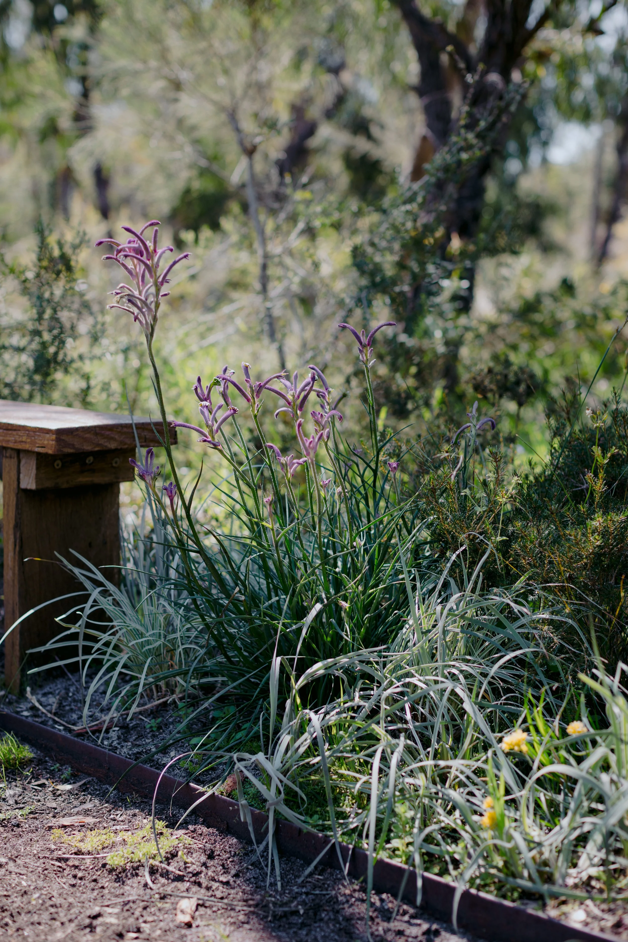 BiancaKatePhotography_KA_Garden_2024-007.jpg