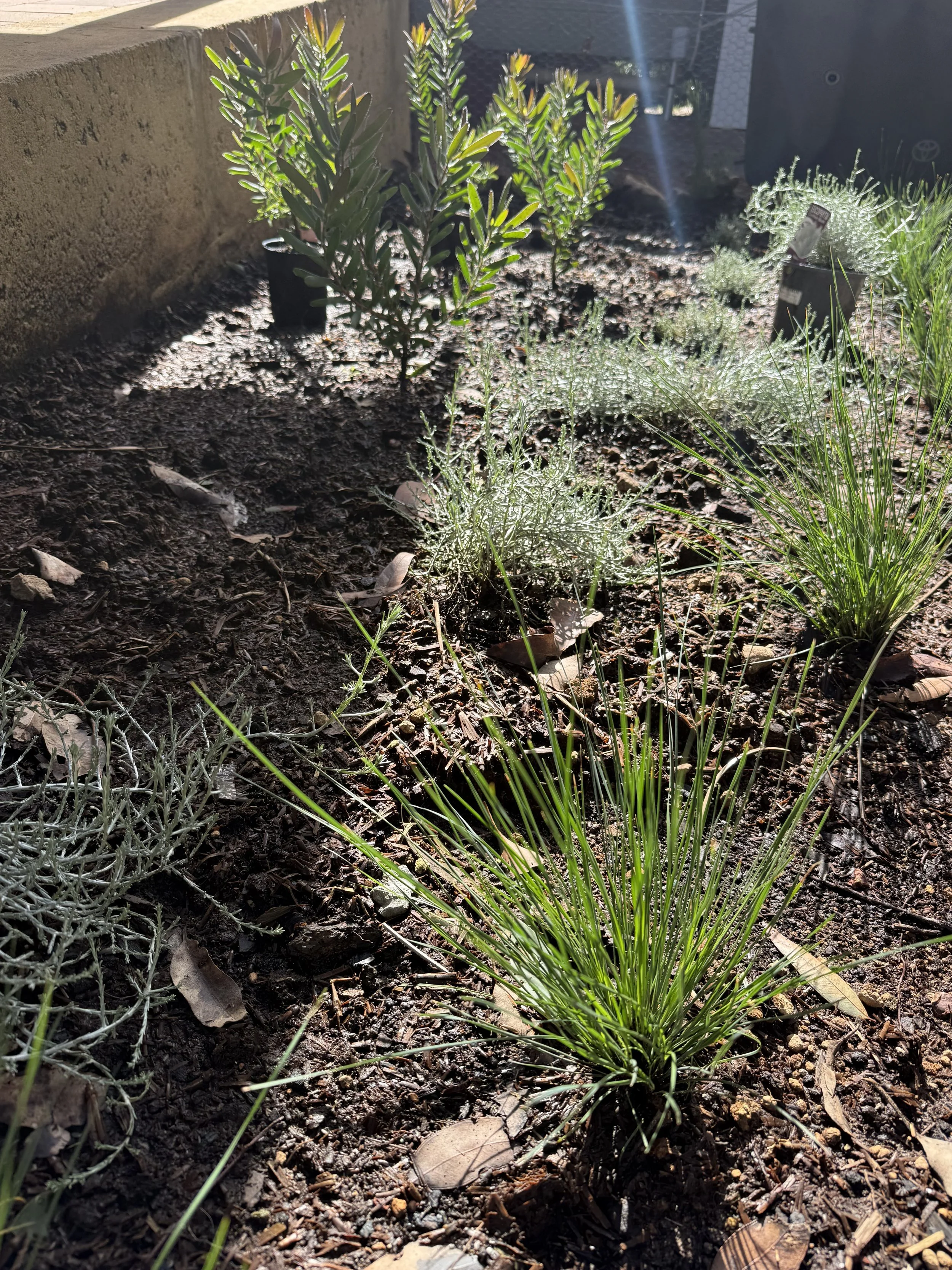 Yals_planting.jpg
