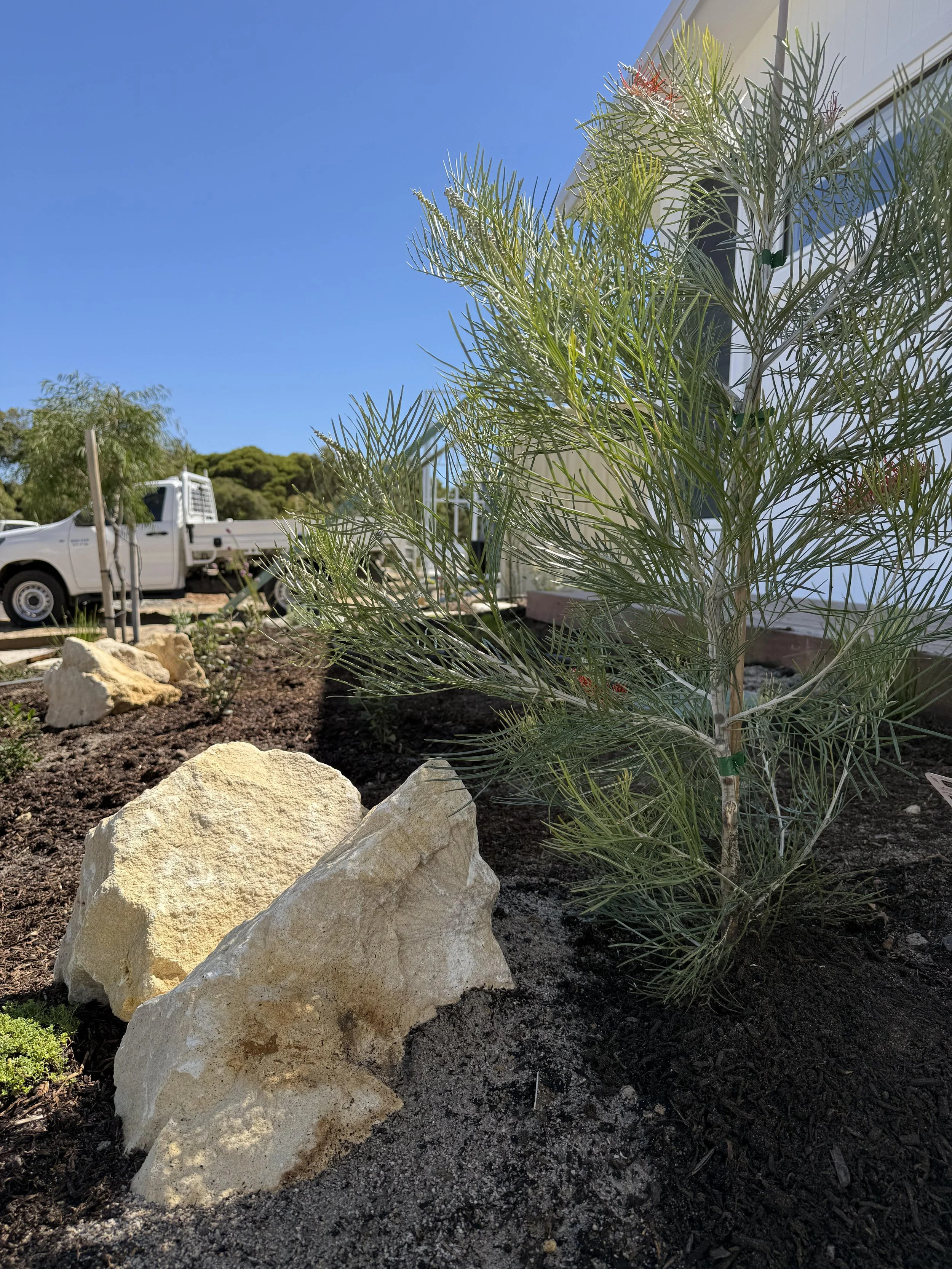 A grevillea and limestone rocks in a garden bed