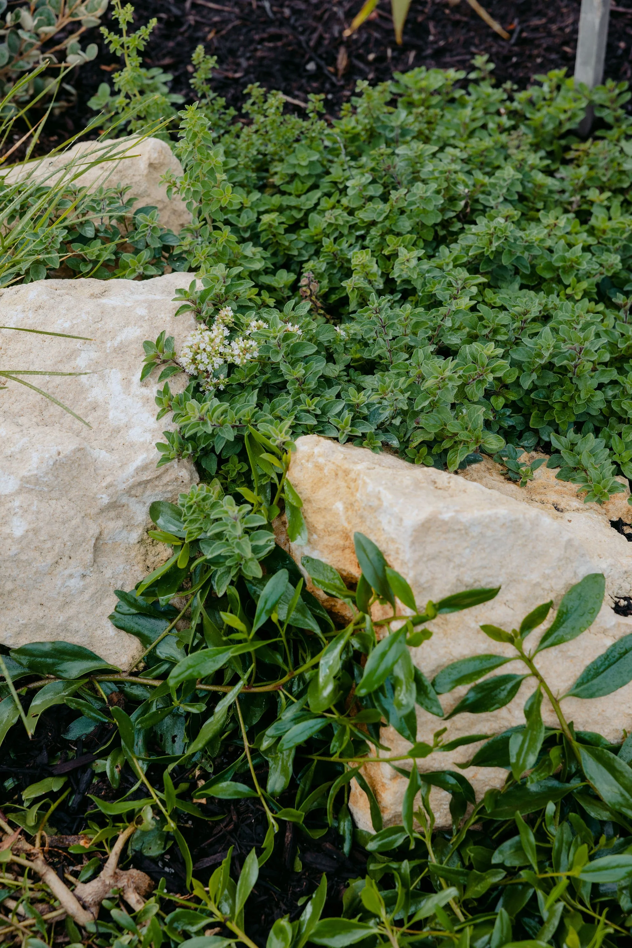 BiancaKatePhotography_BlaxBuilders_Growscape_April_2026-19.jpg