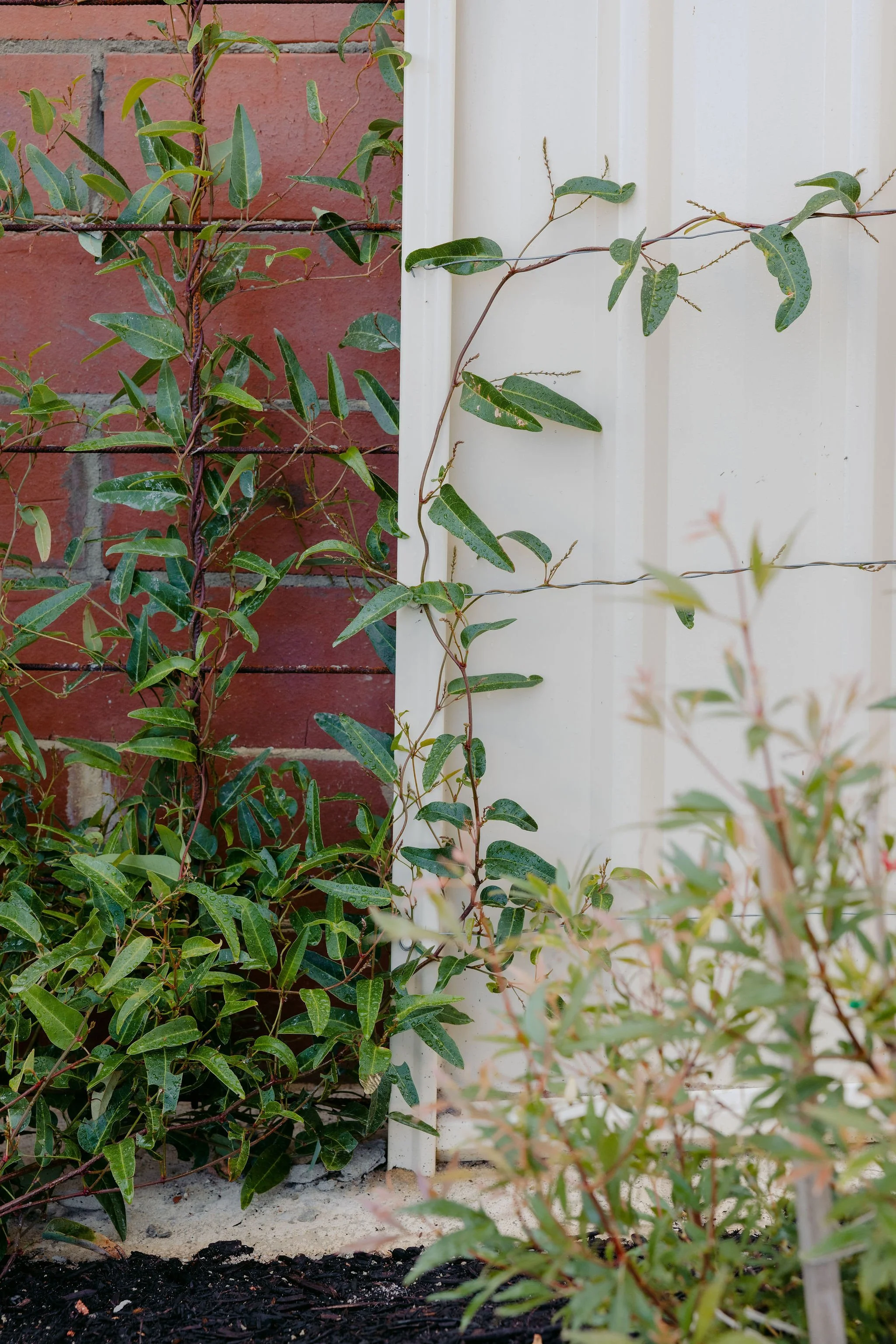 BiancaKatePhotography_BlaxBuilders_Growscape_April_2026-24.jpg