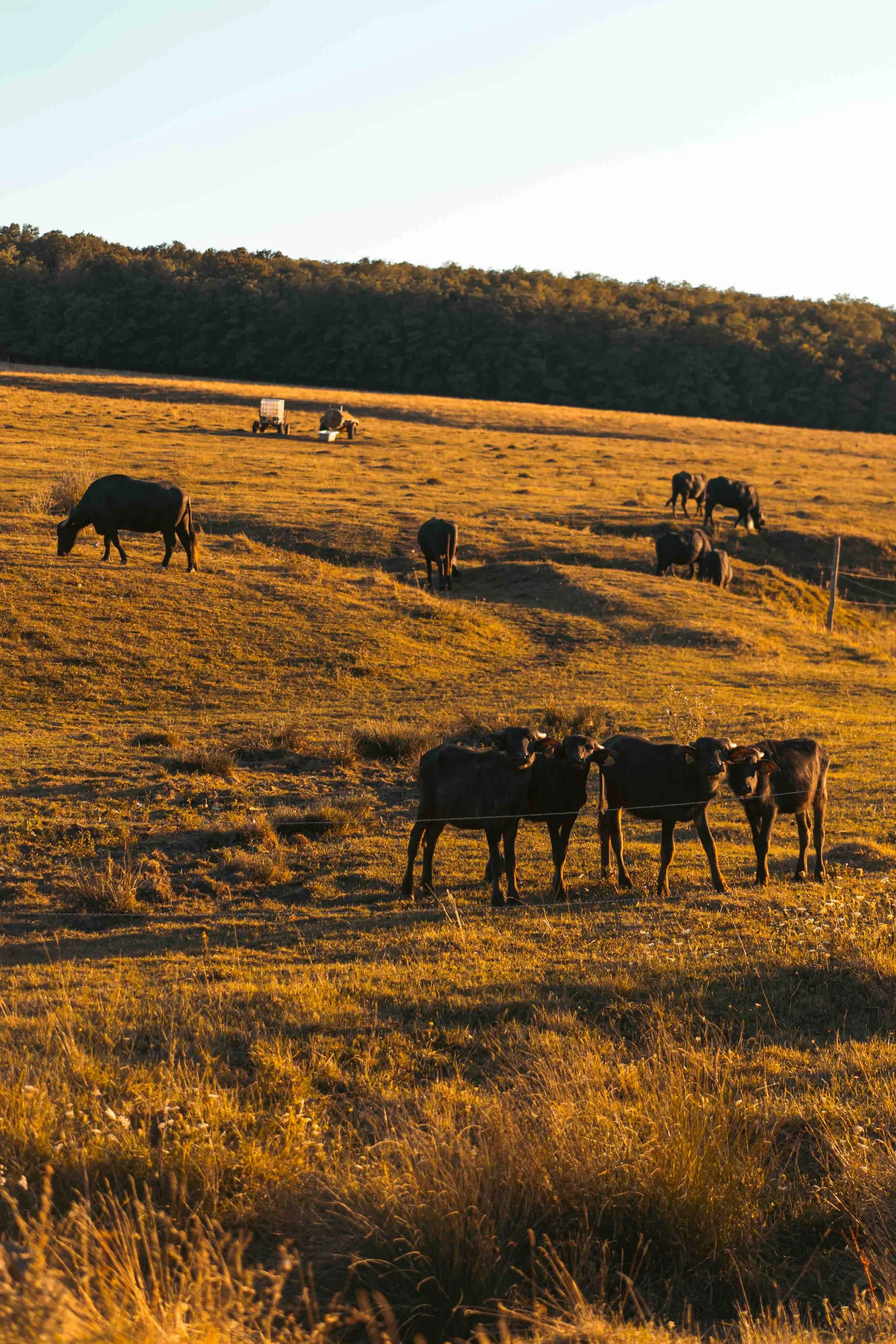Sunset over a field with grazing cattle and horses, with trees in the background.