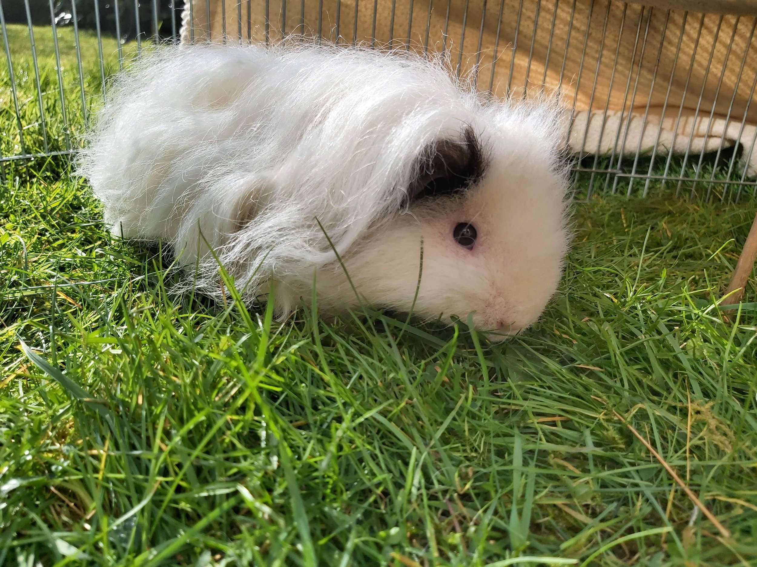 Stella