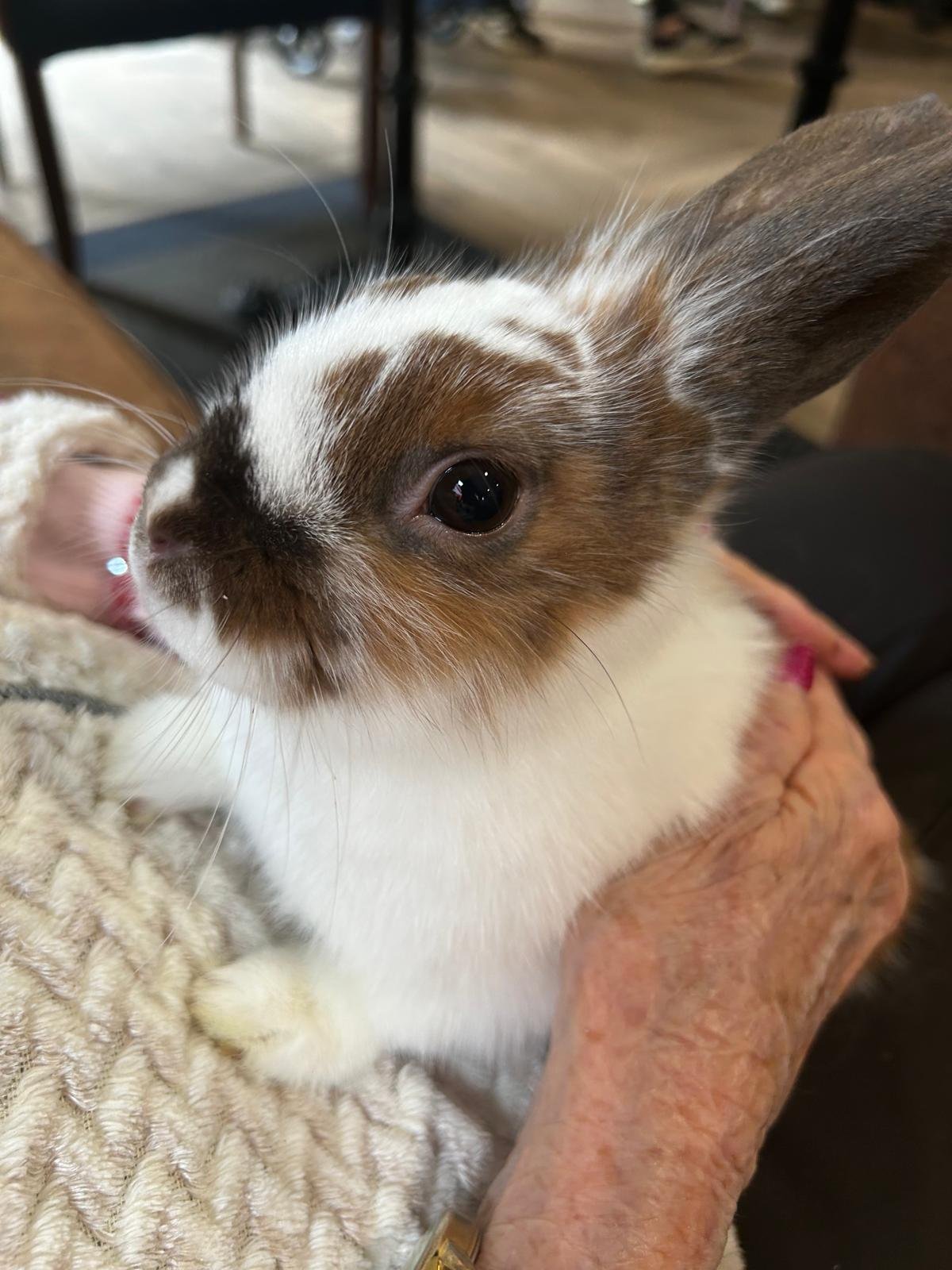 pet therapy (12).jpg
