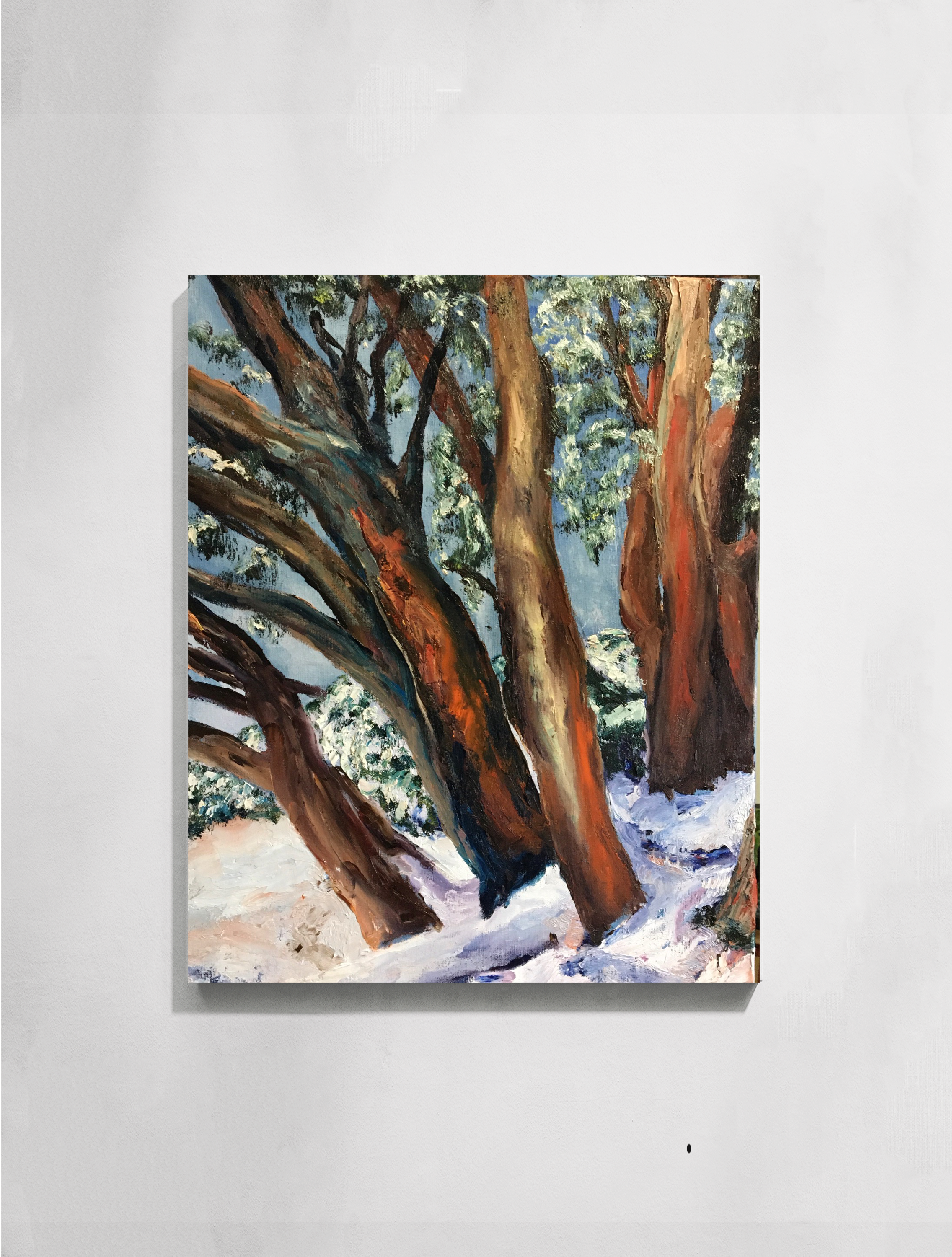 Snow Gums
