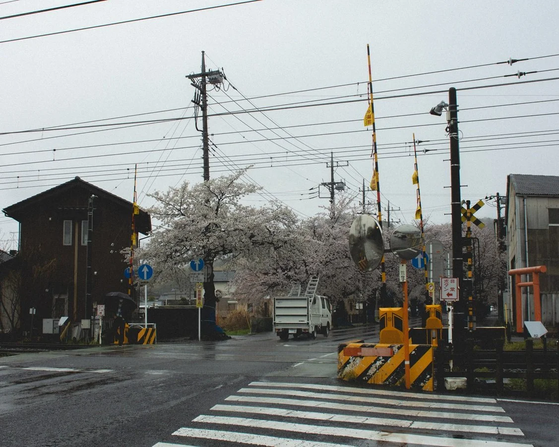 A street scene with cherry blossom trees, utility poles, railroad crossing barriers, and a pedestrian crosswalk in rainy weather.