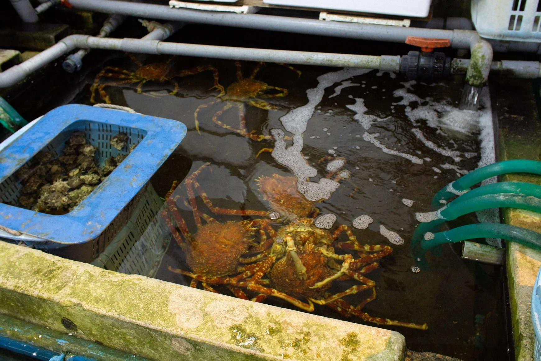 A tank filled with water containing live crabs, with some shells and equipment around it.