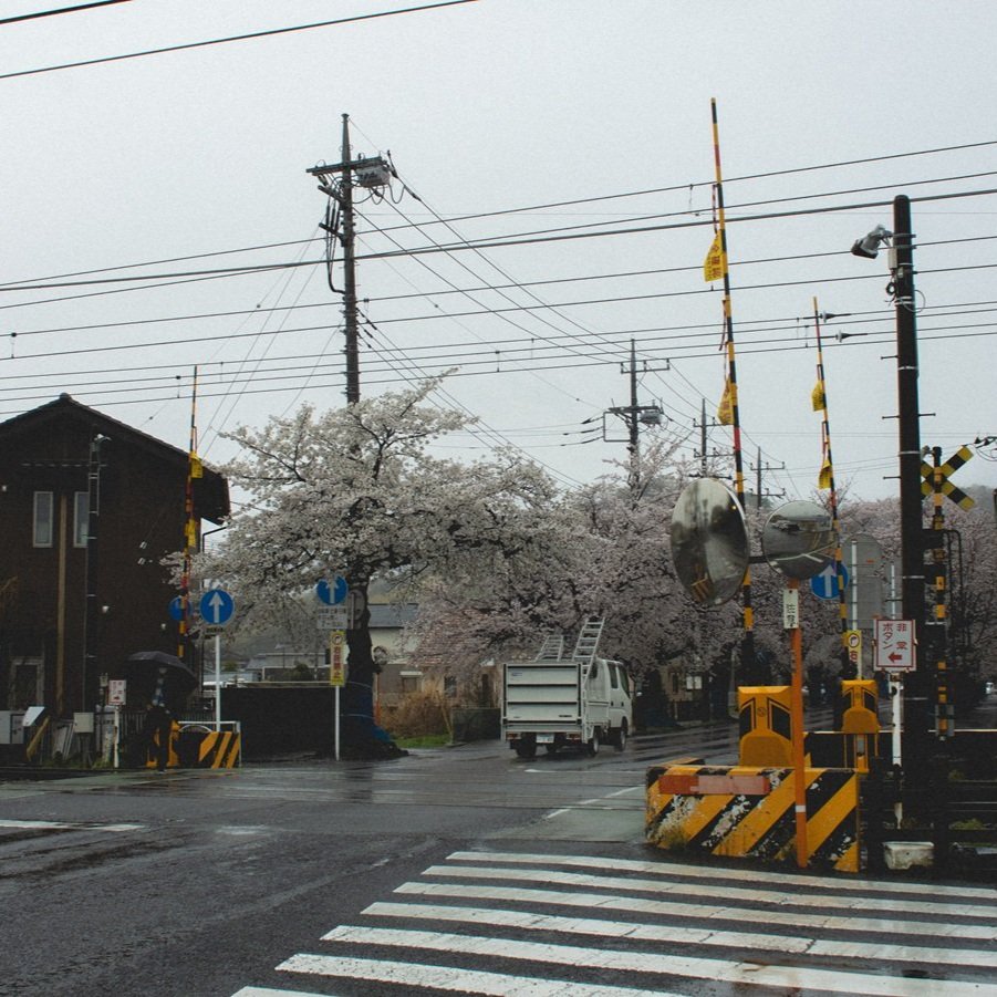 A rainy day at a railway crossing with cherry blossom trees in bloom, utility poles, and a truck waiting on the street.