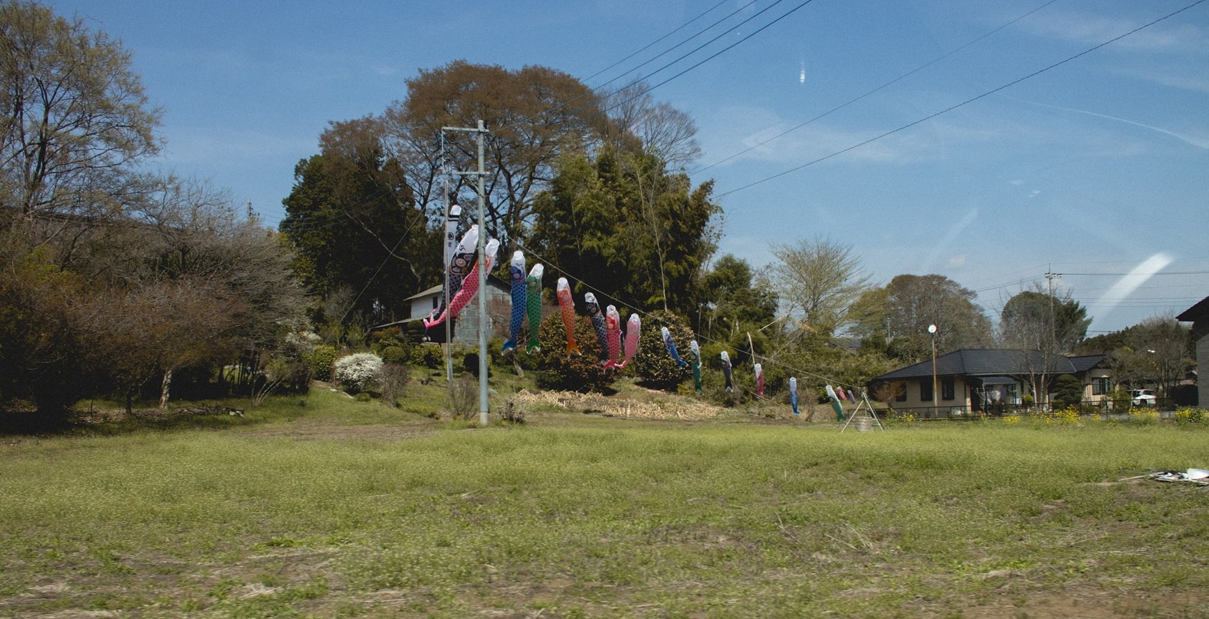 Colorful carp-shaped windsocks or koinobori flying on a wire, surrounded by trees and houses on a grassy field, under a blue sky.