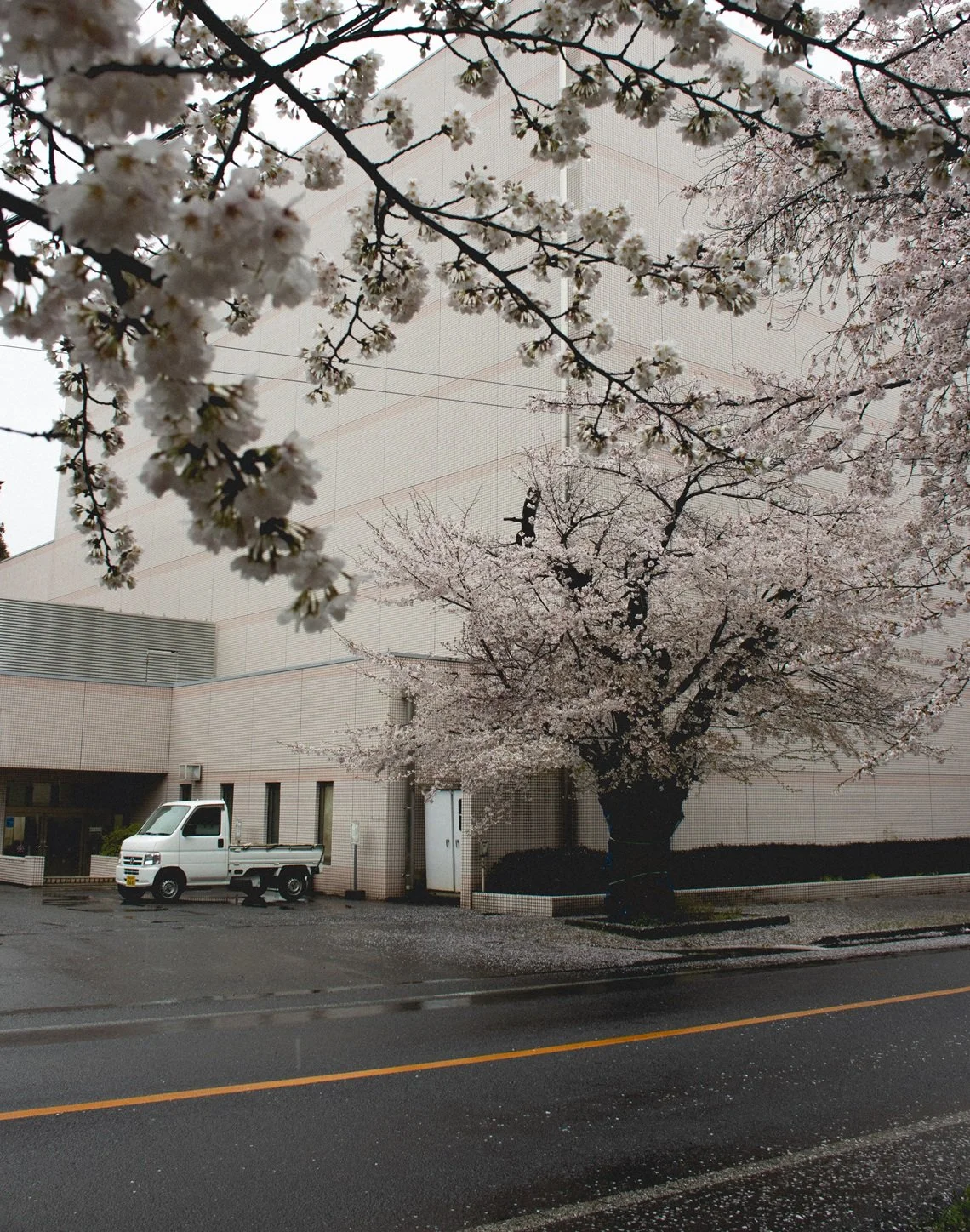 Cherry blossom trees in bloom outside a modern building with a white truck parked nearby.