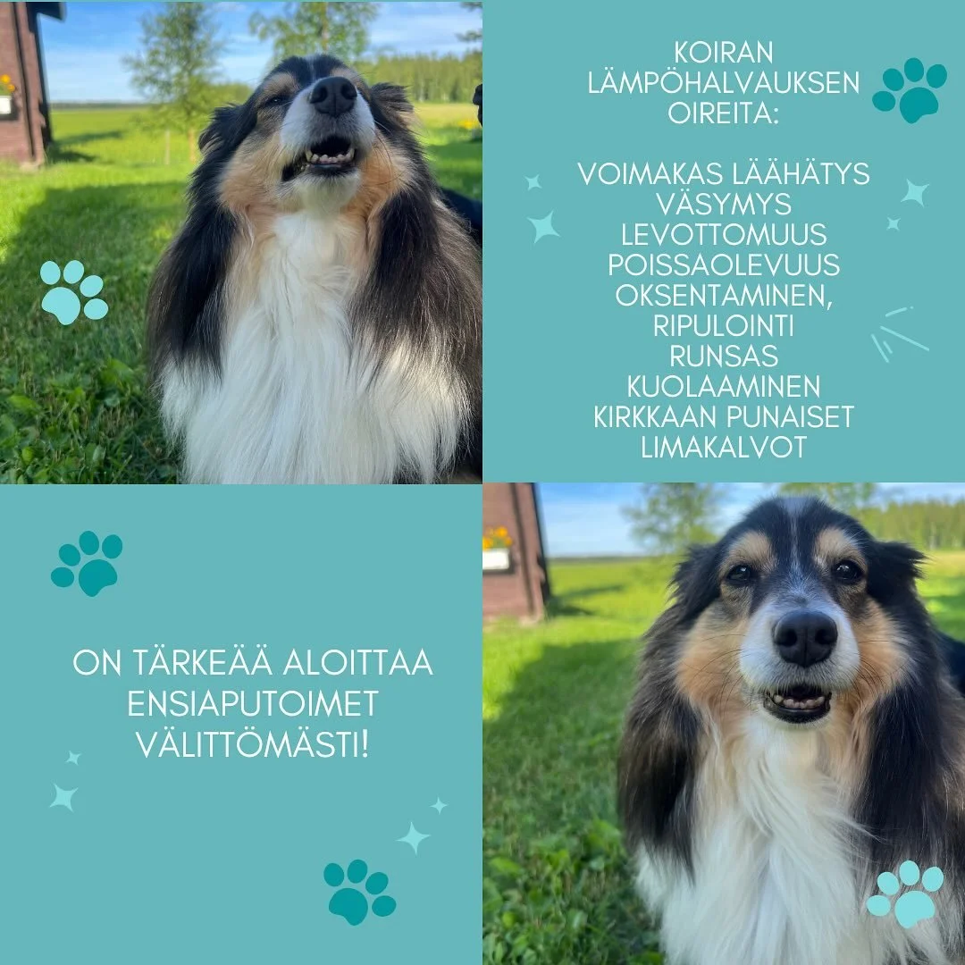 Muistutus kaikille hellep&auml;ivien tullen☀️💦

Pidet&auml;&auml;n huolta parhaista yst&auml;vist&auml;mme🐶🤎

#koirahieronta #koirahieroja #urheilukoirahieroja #koiranhyvinvointi #koiranel&auml;m&auml;&auml;🐾