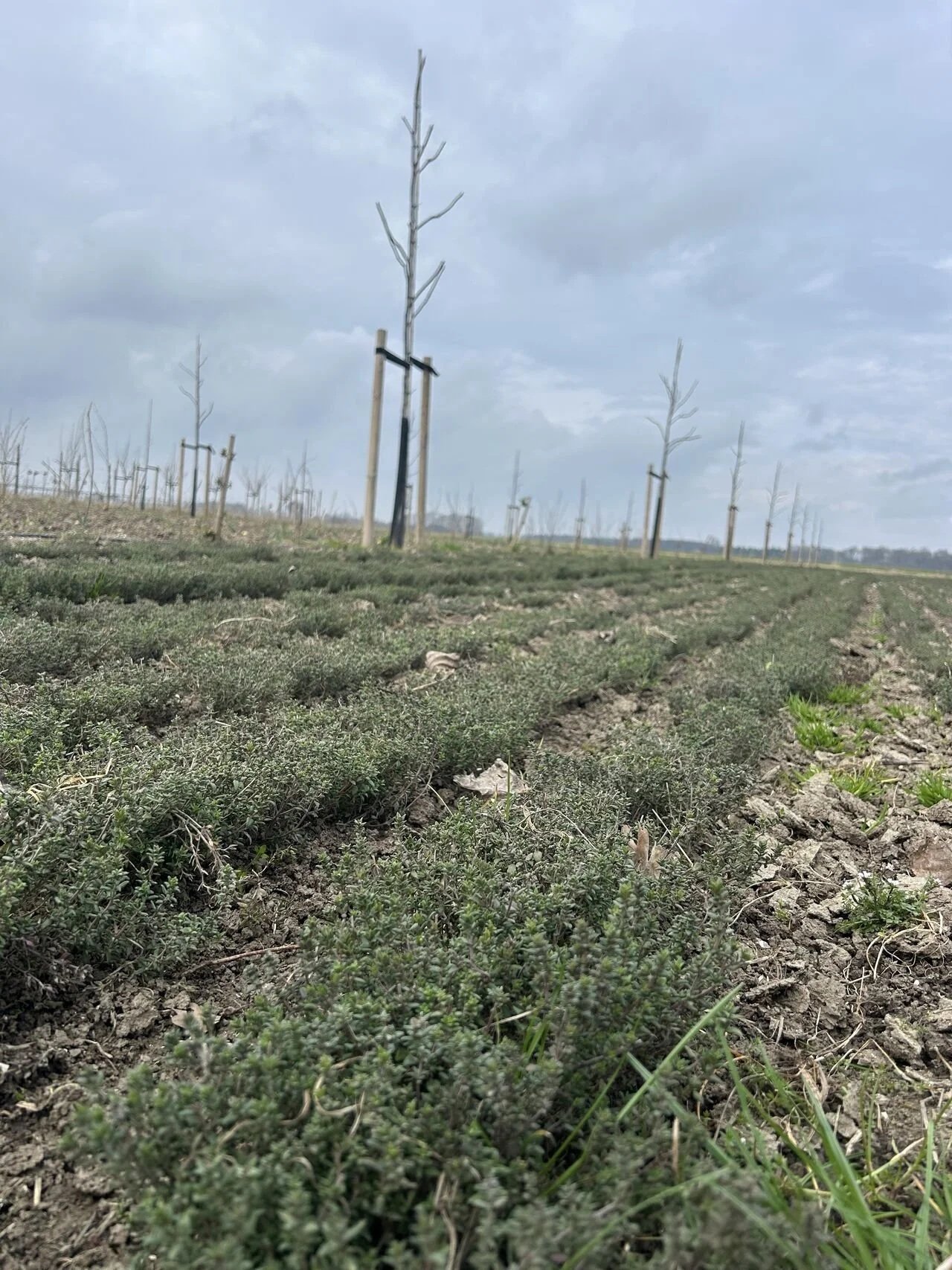 Nederlandse noten in de supermarkt?