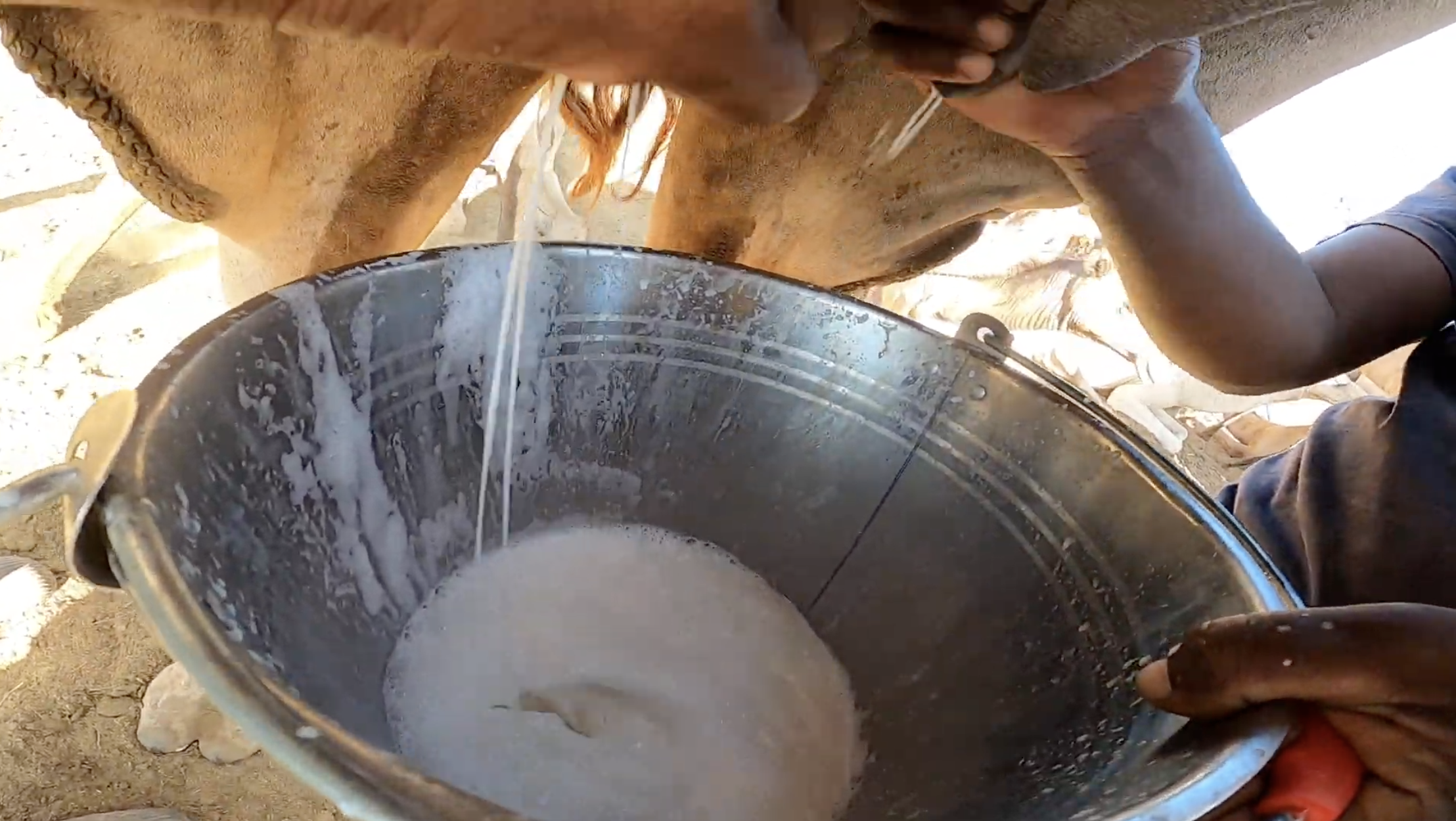 Why Camel Milk Is Easier to Digest Than Cow’s Milk