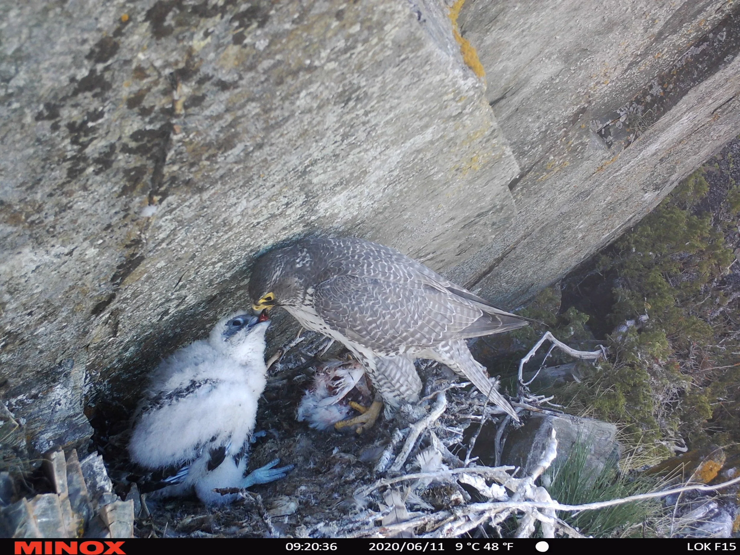 Fjellstyrene bidrar inn i forskning på jaktfalk, en spesialist på ryper!