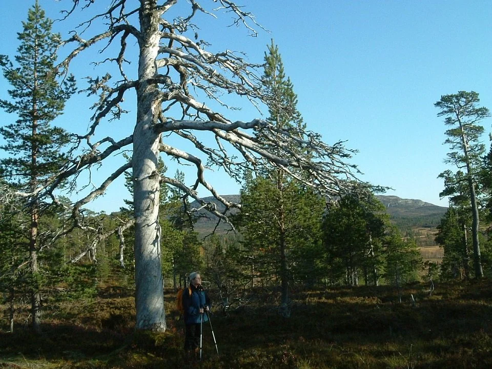 Steinkjer Stemningsbilde