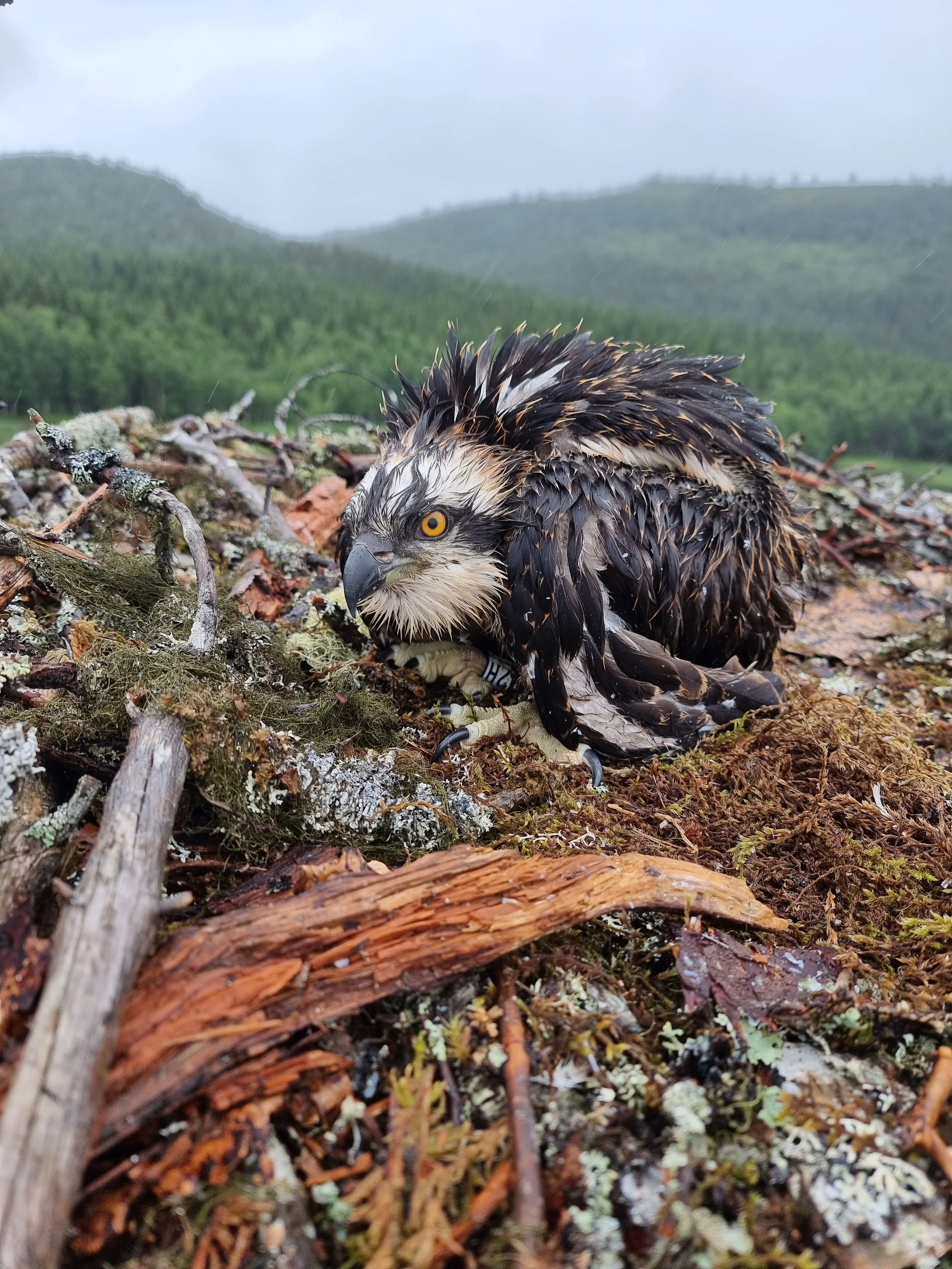 Fiskeørn tilbake til Irland – fjellstyrene bidrar i felt