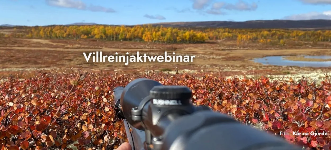 Villreinjegere oppfordres til å delta på gratis webinar før jakta