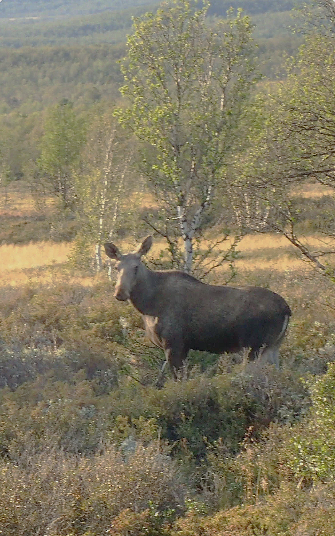 Påminnelse om søknadsfrist for elg- og hjortejakt 