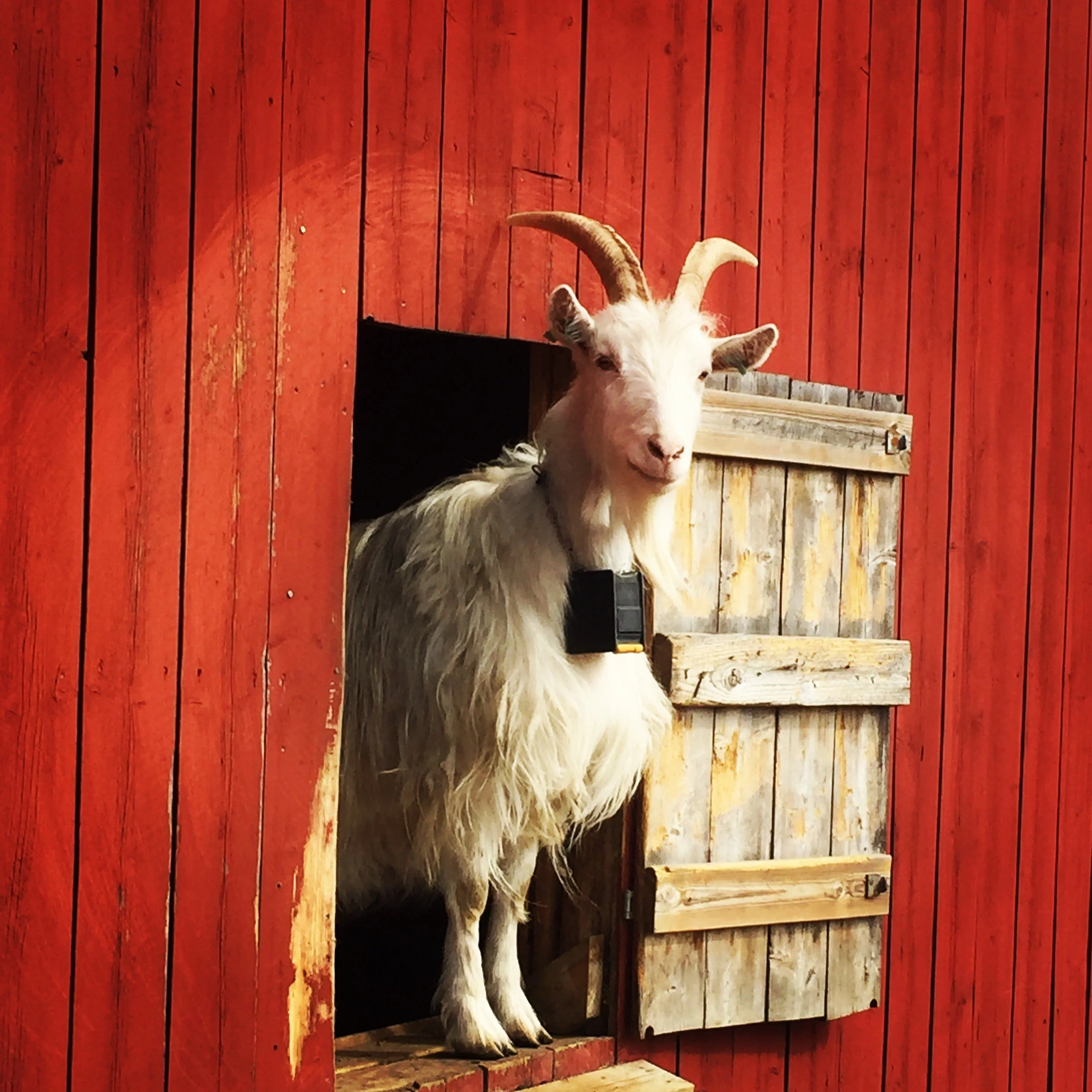 Trygg i møte med husdyr?