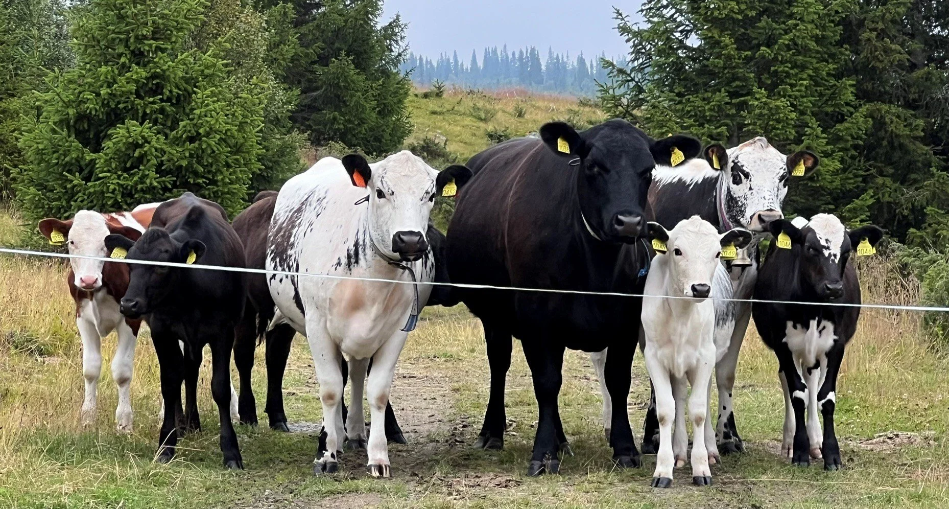 Regjeringa styrkjer seterdrifta i heile landet
