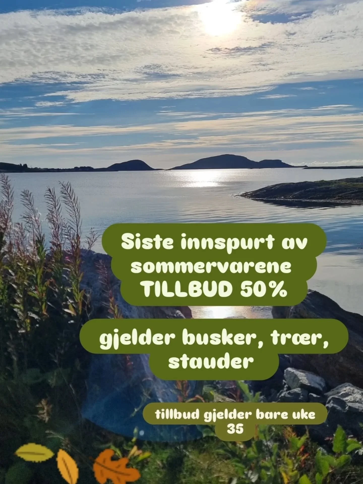 Vi k&ouml;r en sista innspurt p&aring; tillbud av stauder ,buskar och tr&auml;d denna vecka .. 50 % ! Vi har lite kvar , passa p&aring; nu att f&aring; planta lagom till h&ouml;sten🌿
