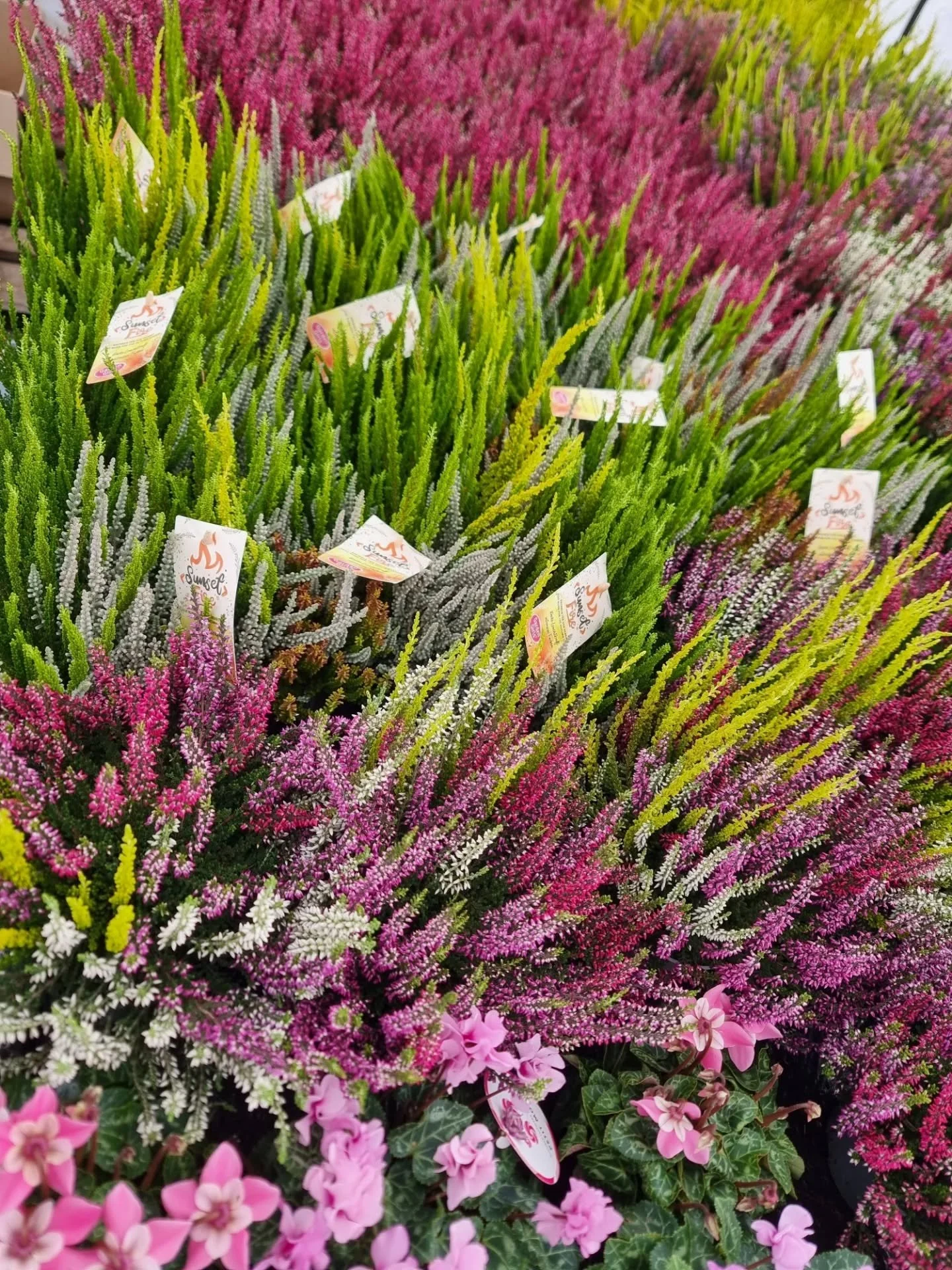 &Auml;r de kanske dags att b&ouml;rja ordna i krukorna ute ? Hallarna ute &auml;r p&aring;fylld med massa h&auml;rliga utv&auml;xter inf&ouml;r h&ouml;st och vinter🍁🍃 
&Ouml;ppet ons - fre 10-16  l&ouml;rd 10-14 
V&auml;lkommen🏵