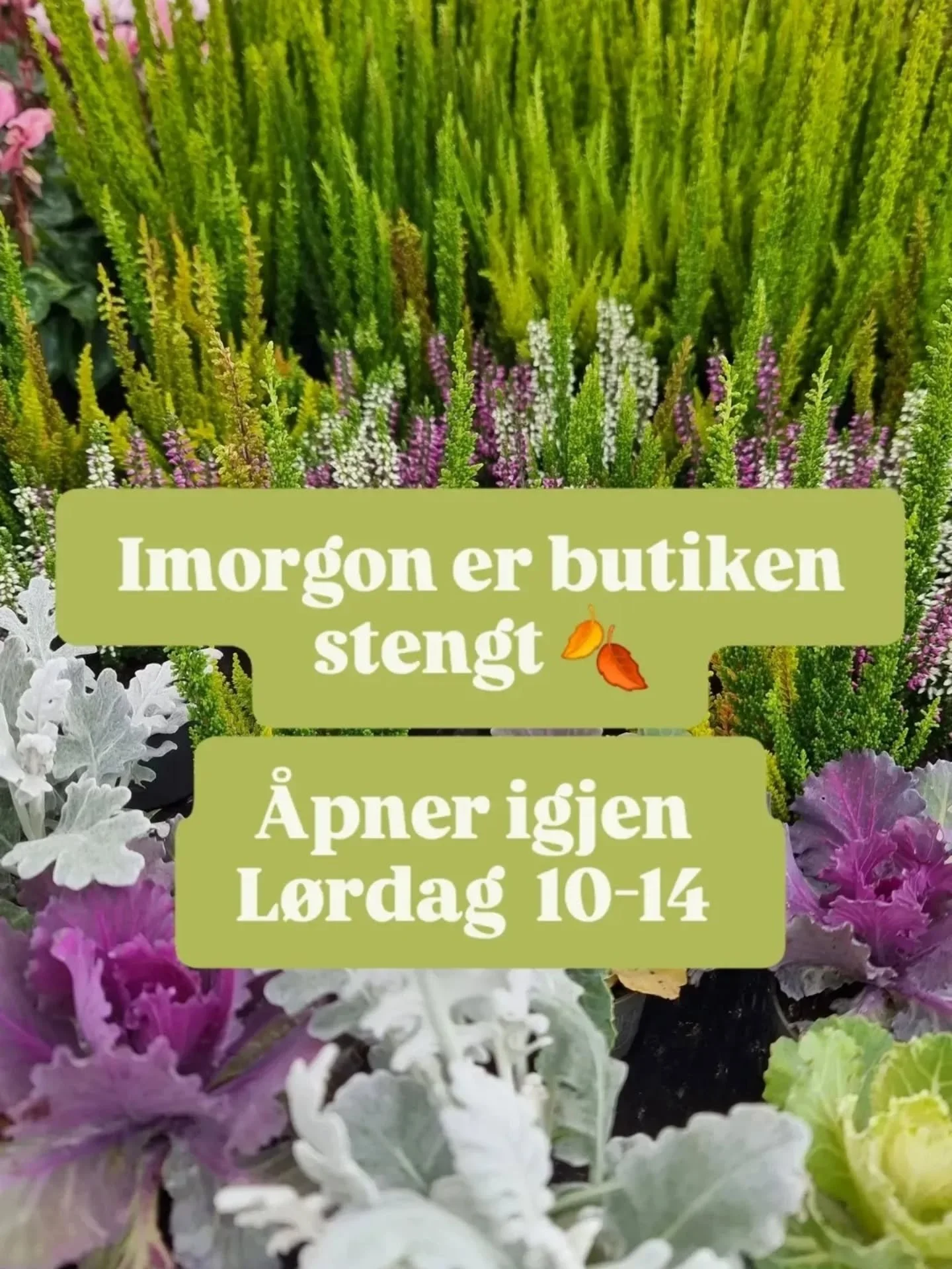 Stengt imorgen fredag 12 september , &aring;pent igjen l&oslash;rdag 13 september 10-14 🍂 velkommen da 🏵🍁