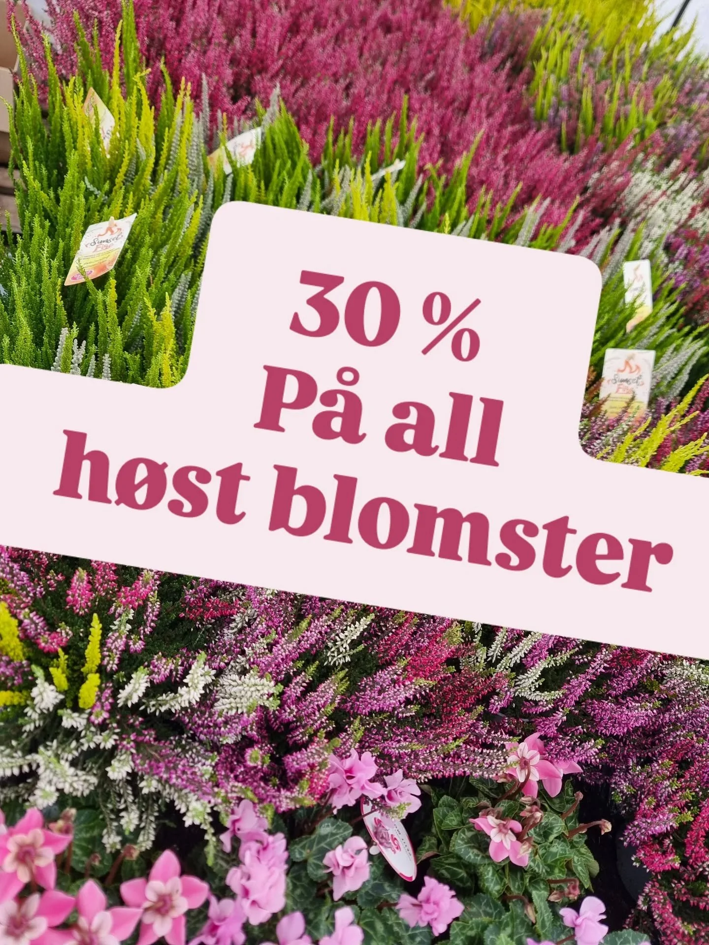 30 % p&aring; ALL h&oslash;stblomster ute i hallene !
F&aring; de fint utanf&ouml;r hemmet inf&oslash;r h&oslash;st och vinter 🍂
.
.
.
.
.
#isolashage #ljung #h&oslash;stlyng #blomsterdekoration #h&oslash;stplanter #h&ouml;stplantering